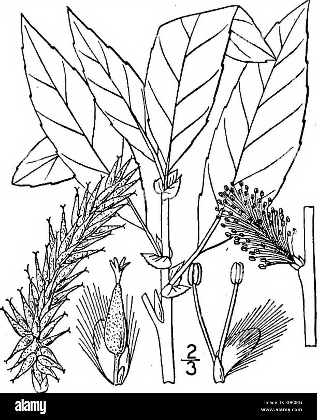 . Une flore illustrée du nord des États-Unis, le Canada et les possessions britanniques, de Terre-Neuve jusqu'au parallèle de la limite sud de la Virginie et de l'océan Atlantique à l'ouest jusqu'à la 102d méridien. La botanique, la botanique. 20. Salix petiolaris J. E. Smith. Slender Willow. Fig. 1470. S. petiolaris ]. E. Smith, Trans. Linn. Soc. 6 : 122. 1802. 5. gracilis Anders. Proc. Am. Acad. 4 : 67. 1858^ un arbuste, semblable à l'espèce précédente, mais les jeunes feuilles seulement légèrement soyeux, les branches minces, à l'endroit ou à l'ordre croissant. Les feuilles matures lanceo- Fin, pointu aux deux extrémités, serrulate wit Banque D'Images