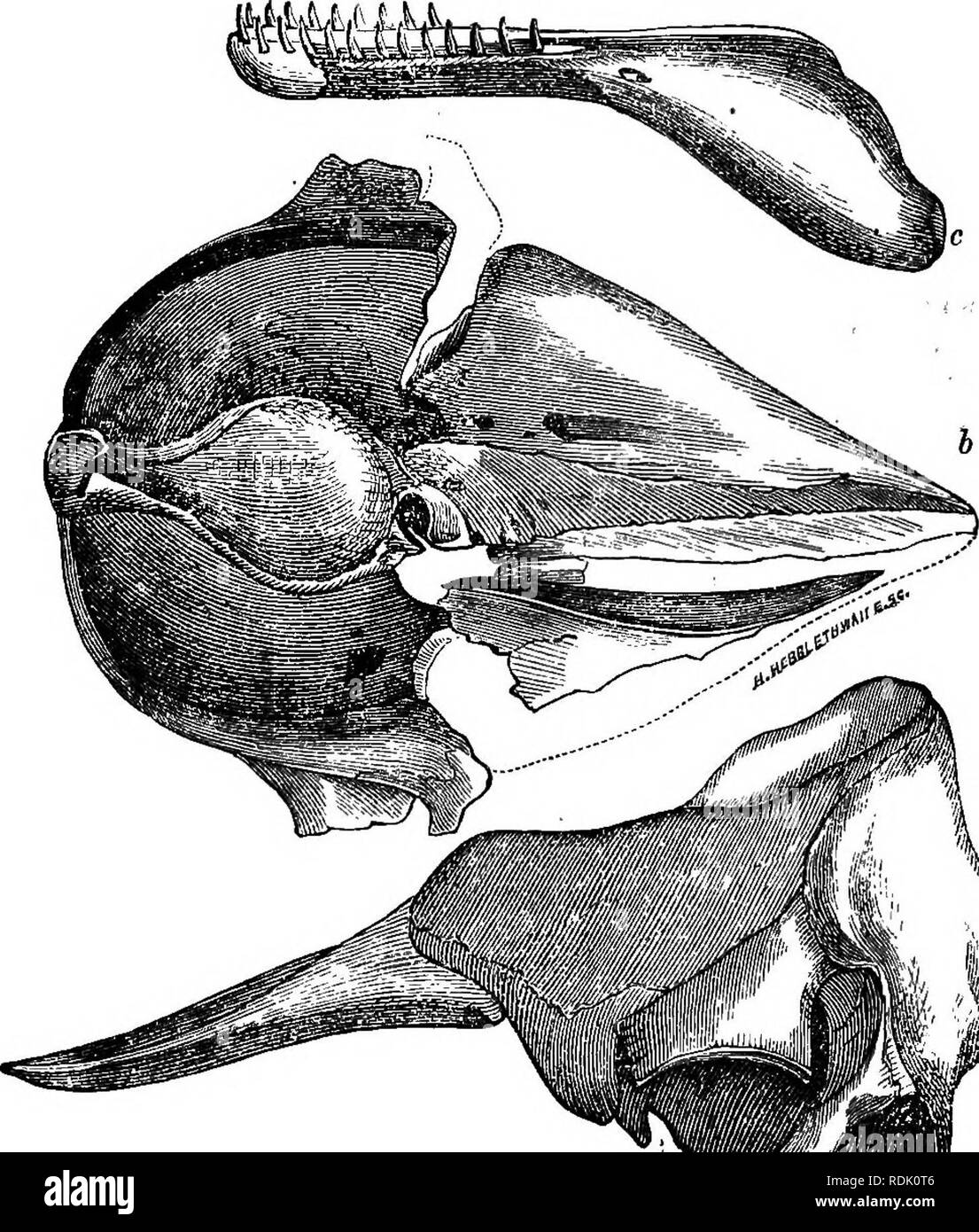 . Catalogue des phoques et baleines au British Museum . Les joints (animaux) ; les baleines. 216 CATODONTIBiE, osseuse près de l'occiput. Le lo-wer jaw wiie condyles à l'avoir, les branches "devant united par une courte symphyse étroite ; Dents : aucun dans la mâchoire supérieure ; 13,13 dans la mâchoire inférieure, coniques). Physeter, sp., Blainv. Bras. Anat. el Phys. ii. 335 Lessm, N. Sig. Anim. 201. Kogia, gris, Zool. Erebus Sr la terreur, 22 ; no de cat. La CETAC. B. M. 18. Euphysetes ( MacLeay, WdT), Hist. De nouveaux spermatozoïdes. La baleine, 1851,60,53, t. 2. Kg. 56.. 1-/ J % le crâne et la mâchoire inférieure de Kogia breviceps. À partir de Blainville. &Qu Banque D'Images