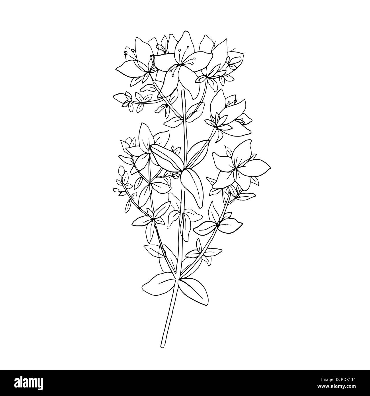 La tisane de croquis le Millepertuis arbustif ou isolées Tutsan dessiné à la main avec des fleurs et des feuilles. La Direction de l'usine ou de la tige des fleurs, d'herbes médicales ou pharmaceutiques pour le thé, le Sweet-Amber. La botanique et la nature Illustration de Vecteur