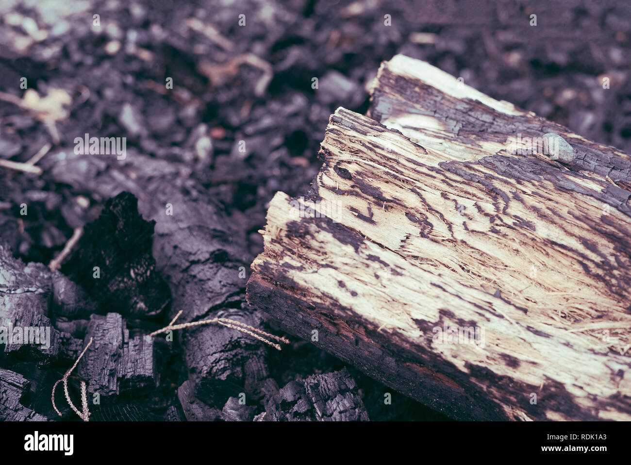 Closeup détail du bois de l'arbre brûlé sur charbon de bois reste chaud à l'extérieur d'un barbecue d'été de camp dans le désert, avec copyspace. Banque D'Images