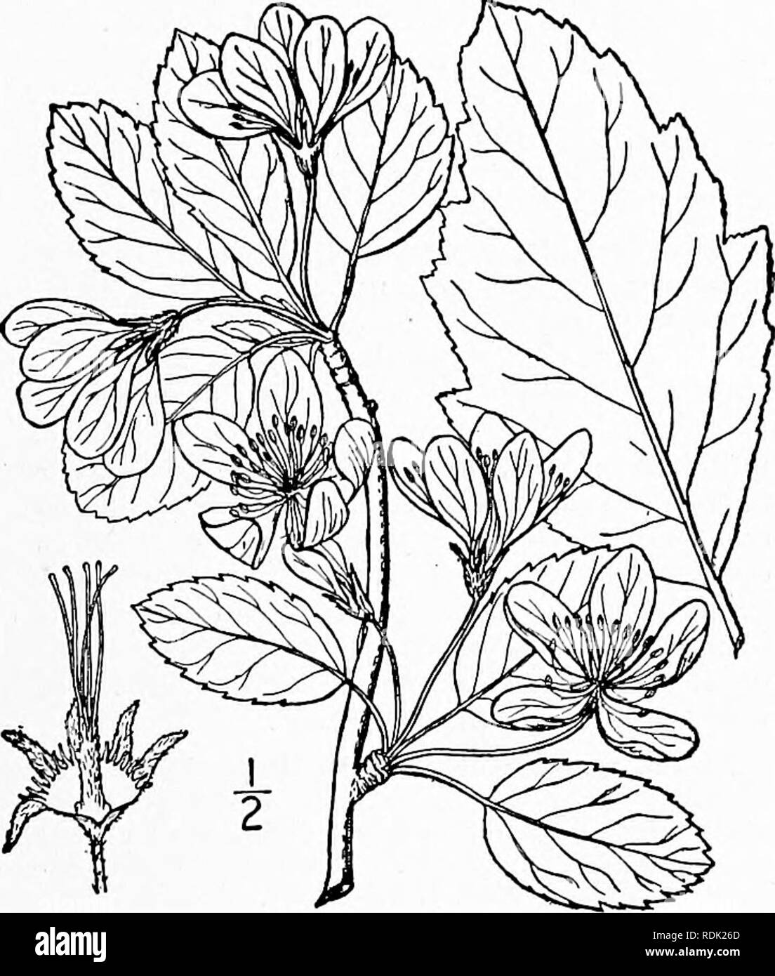 . Une flore illustrée du nord des États-Unis, le Canada et les possessions britanniques, de Terre-Neuve jusqu'au parallèle de la limite sud de la Virginie et de l'océan Atlantique à l'ouest jusqu'à la 102d méridien. La botanique, la botanique. 2. Malus glaucescens Rehder. Crabe américain Apple. Fig. 2323. Malus glaucescens Rehder, arbres et arbustes 2 : 139. 1911. Un petit arbre, atteignant parfois une hauteur de 25° et le diamètre du tronc de 12'. Petioled, feuilles ovées à ovées-triangulaire, peu pubescent au-dessous le long des nervures lorsque les jeunes, glabres, lorsque d'anciennes et fortement dentées sur les pousses stériles, souvent somew Banque D'Images