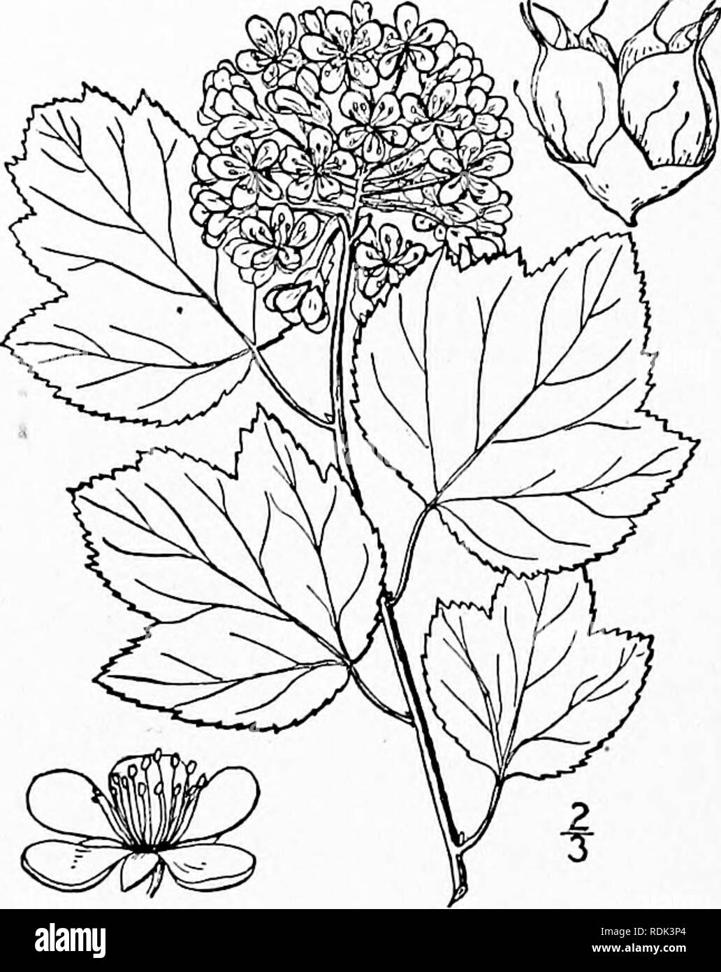 . Une flore illustrée du nord des États-Unis, le Canada et les possessions britanniques, de Terre-Neuve jusqu'au parallèle de la limite sud de la Virginie et de l'océan Atlantique à l'ouest jusqu'à la 102d méridien. La botanique, la botanique. 244 ROSACEAE. Vol. II.. I. Opulaster opulifolius (L.) Kuntze. Physocarpe. Fig. 2213. Spiraea opulifolia L. sp. PI. 489. 1753. Neillia opulifolia Brew. &Amp ; Wats. Bot. Je Cal. : 171. 1876. Opulaster opulifoHus Kuntze, Rev. gén. PI. 949. 1891. Un arbuste 3°-io° haut, avec des branches recourbées, glabres de brindilles et d'fohage, le décollement de l'écorce en fines lanières. Stipules caduco Banque D'Images