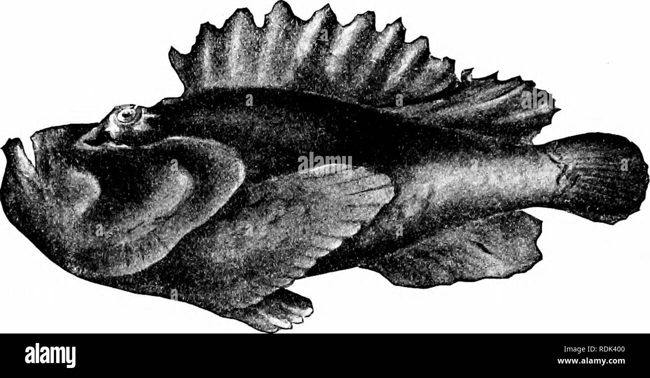poisson roche tahiti