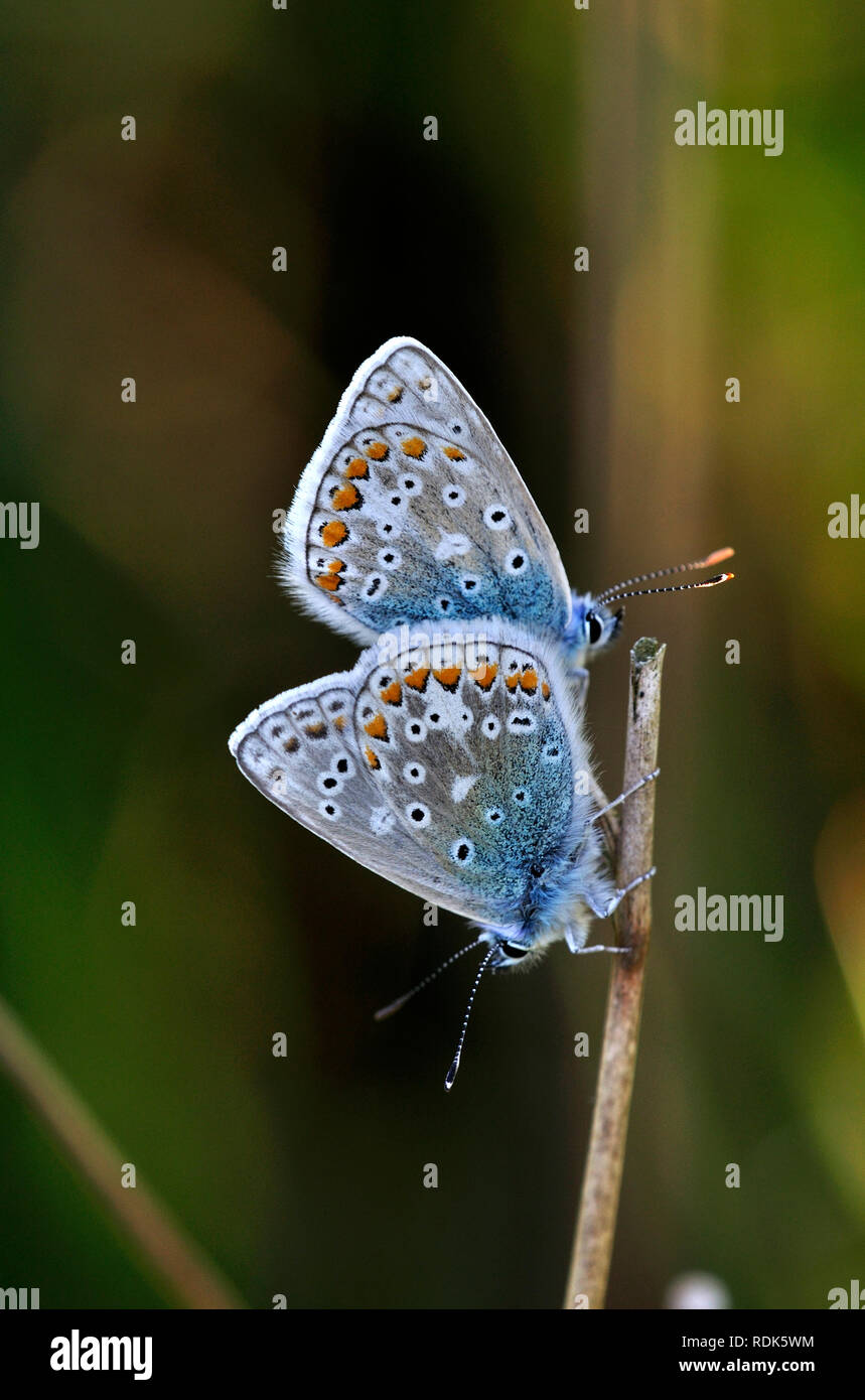 Papillons bleu commun au repos au crépuscule. Dorset, UK peut Banque D'Images