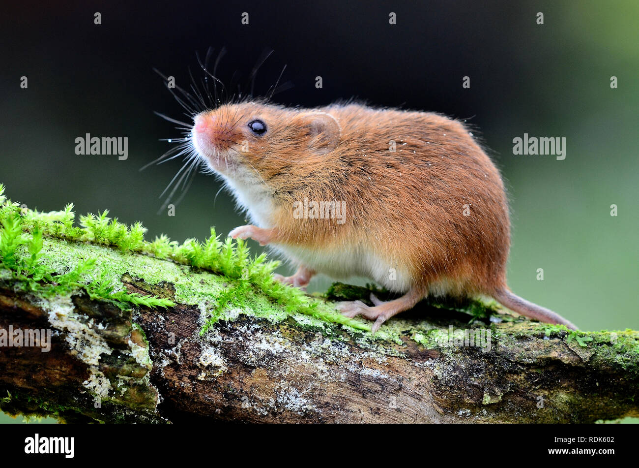 La souris de la récolte Banque D'Images