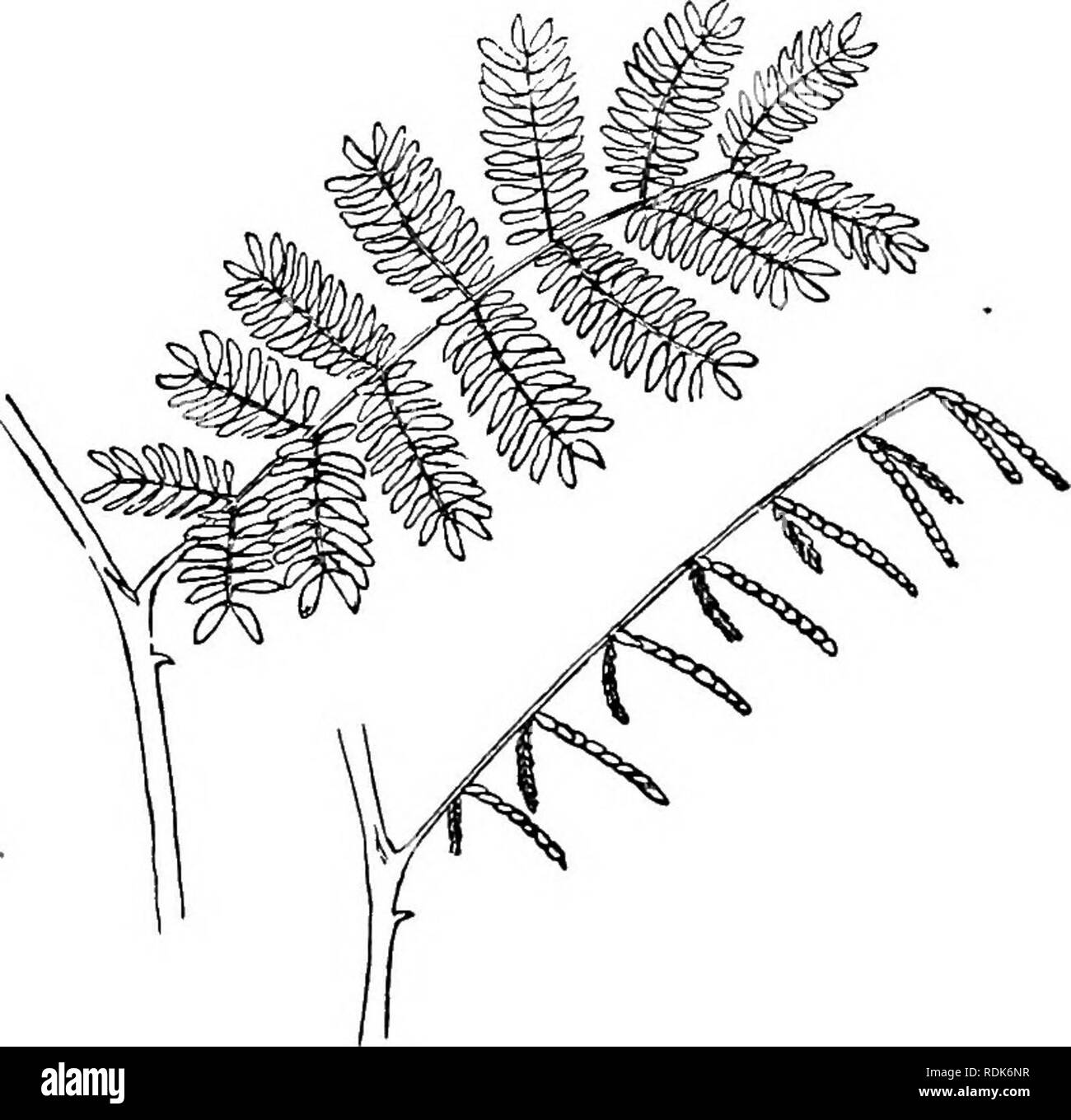 . La puissance de mouvement dans les plantes. Les plantes, la botanique. 382 SrODIFIED CIECUMNUTATIOX. Chapitre VII n'appliquent pas pleinement à la petite feuille ici compris. Le pinnoB se déplacent vers l'avant et en même temps couler vers le bas, tandis que la principale pétiole augmente considérablement. En ce qui concerne le degré d'moYement : les deux pinnsje la borne d'un spécimen capturé formés ensemble un angle de 100° au cours de la journée, et la nuit de seulement 68°, de sorte que chacun avait déplacé 81° vers l'avant. L'avant-dernier jour pinnsB au cours de l'ensemble forment un angle de 180°, c'est, ils se tenait dans une ligne droite en face de l'autre, et la nuit, chacun avait déplacé 65 Banque D'Images