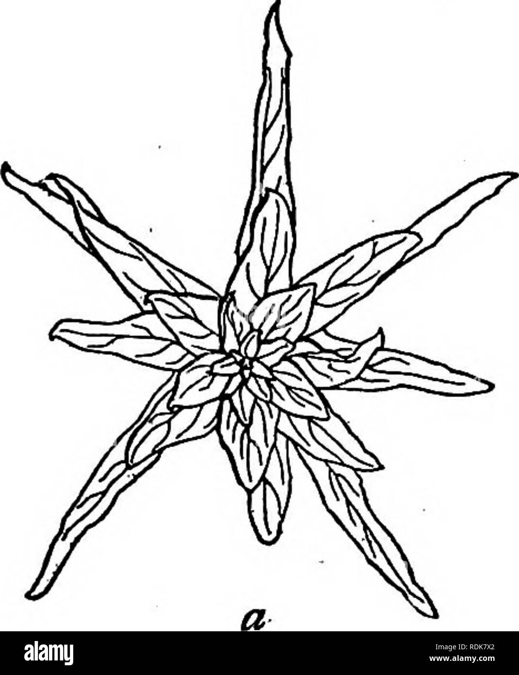 . La base physique de l'hérédité . L'hérédité. 263 MUTATION maintenant ce processus n'est pas ce qui est ordinairement entend par mutation, pour nous signifier que cette dernière hy un nouveau type a soudainement surgi dans le sens que certains changements ont eu lieu dans le matériel génétique - un nouveau gène a été formé. Le processus décrit ici est l'un des gènes de recombinaison illustré par les hybrides Mendélienne, la seule- ment être inhabituelle que tous les phénomènes impliqués ne viennent pas à la surface parce que de nombreuses classes sont détruites par lethals. Les résultats sont intéressant aussi d'une autre manière. Il a été supposé par ceux qui pensent que 0. La/ Banque D'Images