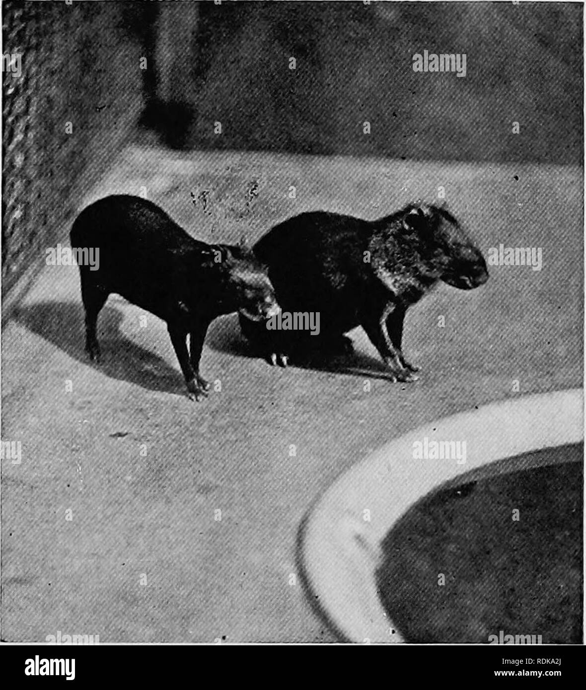 . Mammifères d'autres terres ;. Les mammifères. Photo b) W. P, Dando CHINCHILLA un petit rongeur de la Cordillère des Andes, la possession de très doux et de précieuses fourrures grises les porcs-épics. Ces animaux sont soit des grimpeurs d'arbres ou la masse des citadins. L'Amérique, bien que l'un, les Porc-épic, est présente dans le Nord ; ces derniers sont européens et asiatiques. En Afrique, ils sont également communs. La harde passe presque toute sa vie dans les arbres, se nourrissant des feuilles ; mais il n'a pas une queue préhensile. La harde est abondante en Italie (où il est mangé par l'homme), la Grèce, l'Espagne, et l'Afrique. Il Hves dans des terriers ou dans les rochers. Banque D'Images