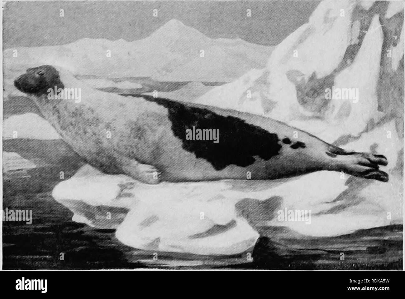 . Mammifères d'autres terres ;. Les mammifères. 128 LES ANIMAUX VIVANTS DU MONDE grande difficulté entraînée dans la mer. Les femelles donnent naissance à leurs jeunes peu après leur arrivée. Le nouveau-né les jeunes sont presque noirs, contrairement aux adultes, qui sont d'une lumière l'ardoise- Brown. Ils sont allaités par la femelle pendant un certain temps, puis laissés à eux-mêmes, allongé sur la plage, où ils semblent pousser la graisse sans plus d'alimentation. Ils sont toujours admis par les chasseurs de mentir comme cela, afin de faire plus d'huile.' Ce compte a été corroboré par tous les chasseurs que j'ai rencontrés, mais je ne comprends pas. Probablement e Banque D'Images
