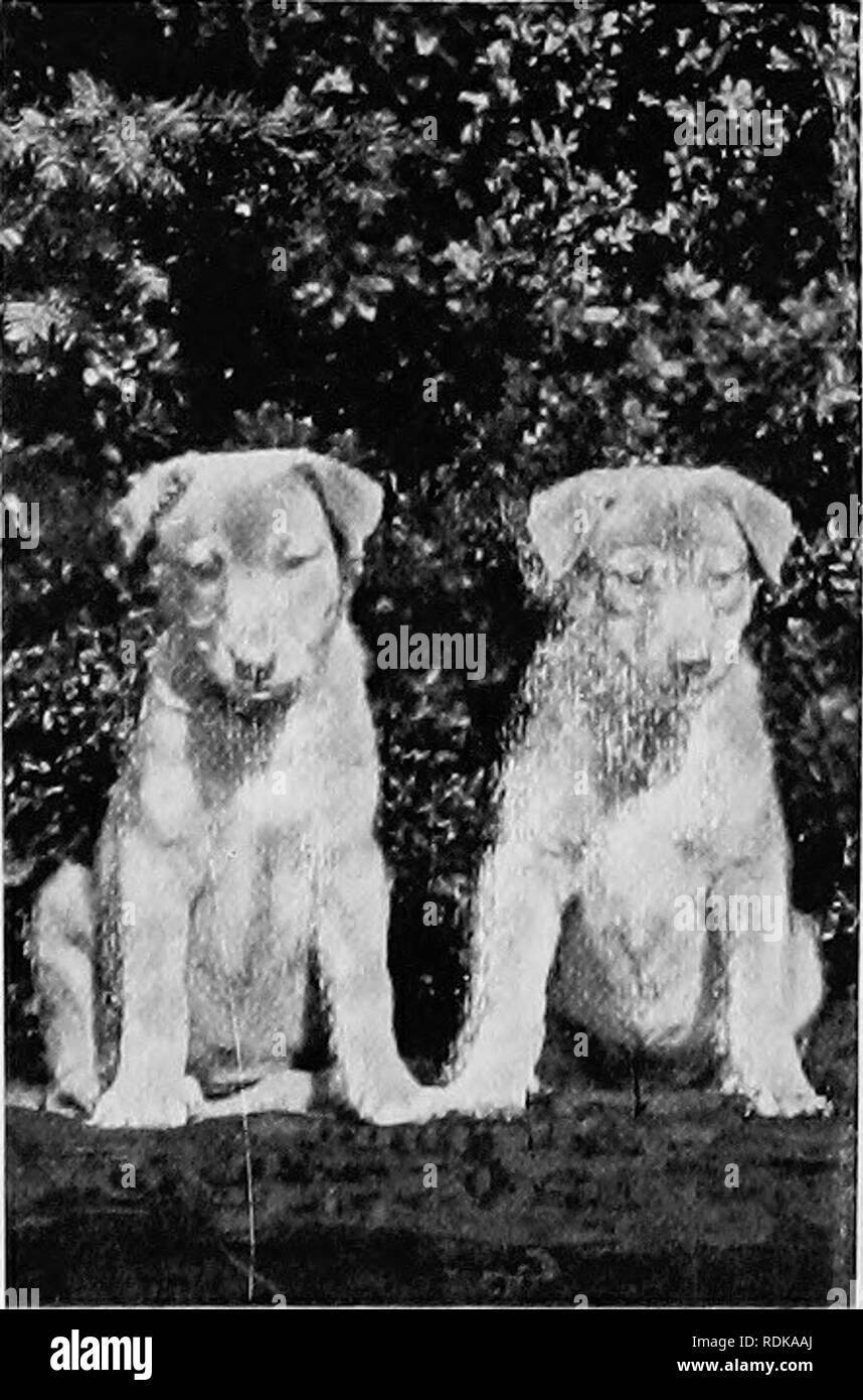 . Mammifères d'autres terres ;. Les mammifères. Photo bj E, Landor  Ealing BLENHEIM ET LE PRINCE CHARLES SPANIELS Ce petit groupe ivill ser ai slww à l'apparition de ces charmants petits animaux de lévriers italiens, une autre bonne vieille variété de toy dog, ne doit pas dépasser 12 kg en poids, mais à mon avis, sont mieux s'ils sont certains livres de moins. Tout comme les lévriers miniature en forme et construire, elles sont élégantes, gracieuses petites créatures, très sensibles au froid. Nuances de couleur beige, crème, gris ou en français sont les plus communs ; mais certains sont bleu ardoise, marron-rouge, et d'autres teintes. De fin d'années la race h Banque D'Images