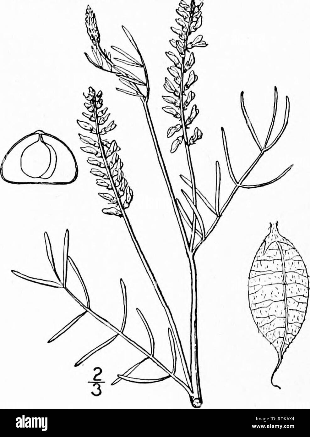 . Une flore illustrée du nord des États-Unis, le Canada et les possessions britanniques, de Terre-Neuve jusqu'au parallèle de la limite sud de la Virginie et de l'océan Atlantique à l'ouest jusqu'à la 102d méridien. La botanique, la botanique. FABACEAE. Tome II. i6. Astragalus eucosmos Robinson. Jolie Astragale. Fig. 2549. Phaca elegans crochet. Fl. Bor. Je suis : 144, 1830. Astragalus oroboides var. americana A. Gray, Proc. Am. Acad. 6 : 205. 1864. Phaca parviflora Nutt. T. ; &AMP ; G. Fl. N. A. i : 348. 1838. A. elegans Britten ; Britt. &Amp ; Brown, 111. Fl. 2 : 303. 1897. Pas Bunge. Eucosmos A. Robinson Banque D'Images