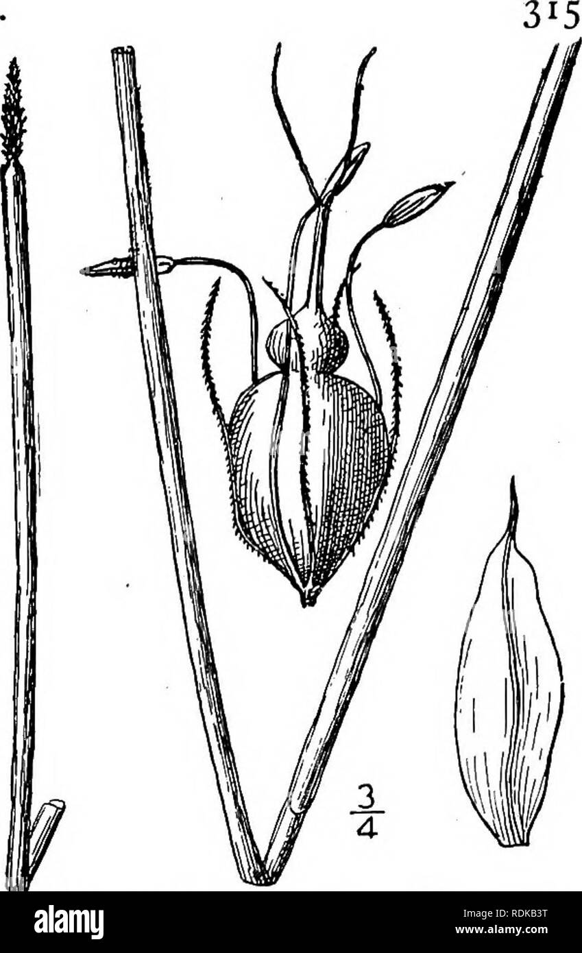 . Une flore illustrée du nord des États-Unis, le Canada et les possessions britanniques, de Terre-Neuve jusqu'au parallèle de la limite sud de la Virginie et de l'océan Atlantique à l'ouest jusqu'à la 102d méridien. La botanique, la botanique. Genre 3. La famille des Cypéracées. 13. Eleocharis smallii Britton. L'éléocharide petit- rush. Fig. 770. E. Smallii Britton, Torreya 3 : 23. 1903. Porte-greffes par vivace ; tiges plutôt stout, environ 2°, et je"-ii" d'épaisseur ; haut de la gaine basale ob- lique ; épillet à cylindrique, conique-cylindrique, aiguë à propos de 8" de long, environ aussi épais que l'épi ; échelles lancéolées Banque D'Images