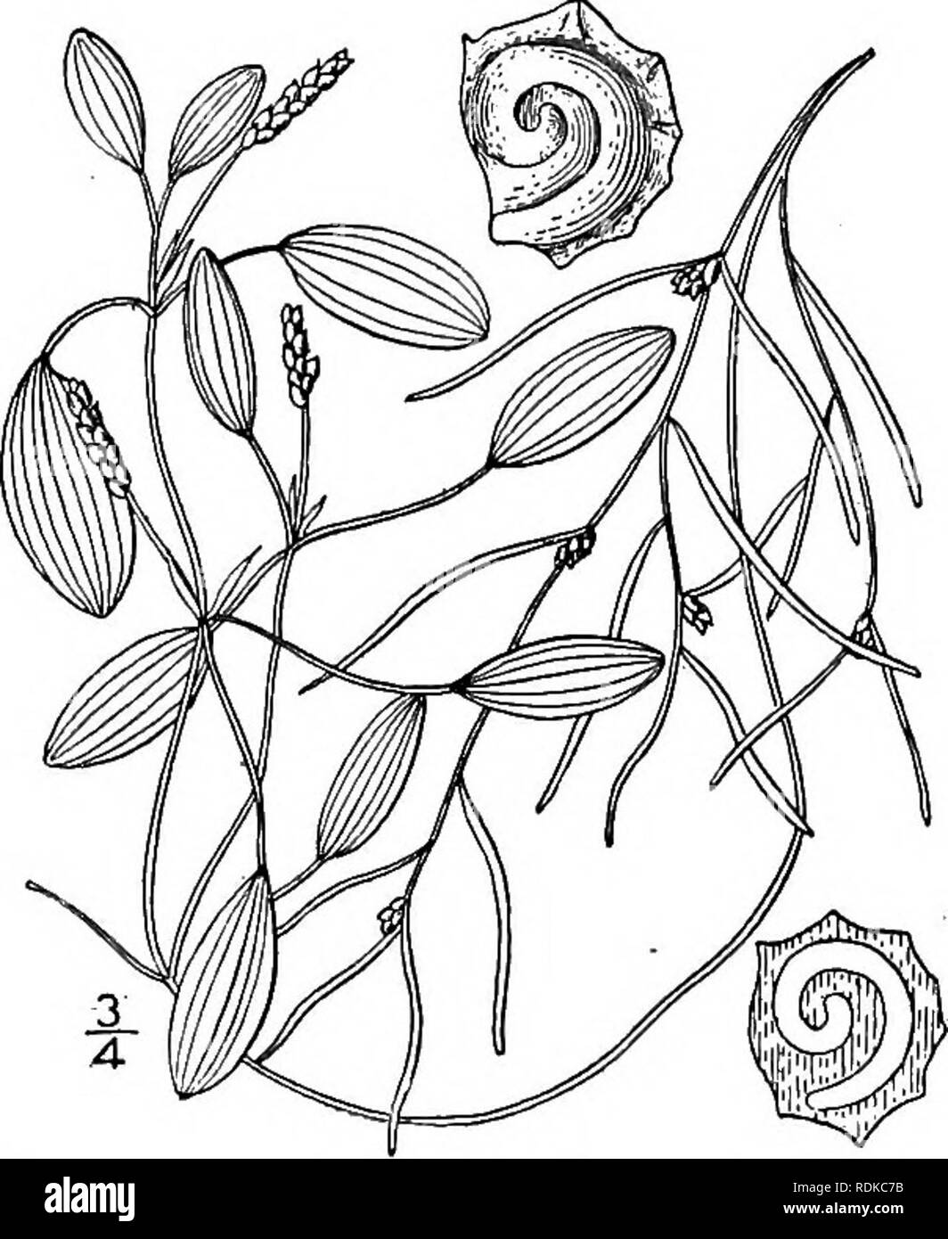 . Une flore illustrée du nord des États-Unis, le Canada et les possessions britanniques, de Terre-Neuve jusqu'au parallèle de la limite sud de la Virginie et de l'océan Atlantique à l'ouest jusqu'à la 102d méridien. La botanique, la botanique. 86 ZANNICHELLIACEAE. Tome I.. 30. Potamogeton dimorphus Raf. Potamot en spirale. Fig. 203. Potamogeton dimorphus Raf. Mois. Mag. Crit. Rev. : 1 358. 1817. Potamogeton spirillus. Tuckerra Am. Journ. Sci. (II.) 6 : 228. 1848. Curvifolius Potamogeton spirillus Peck, N. Y. Mus rassis. 49 Rép. : 28. 1896. Tiges ramifiées, comprimé, 6'-2o' de long, les branches souvent un court Banque D'Images