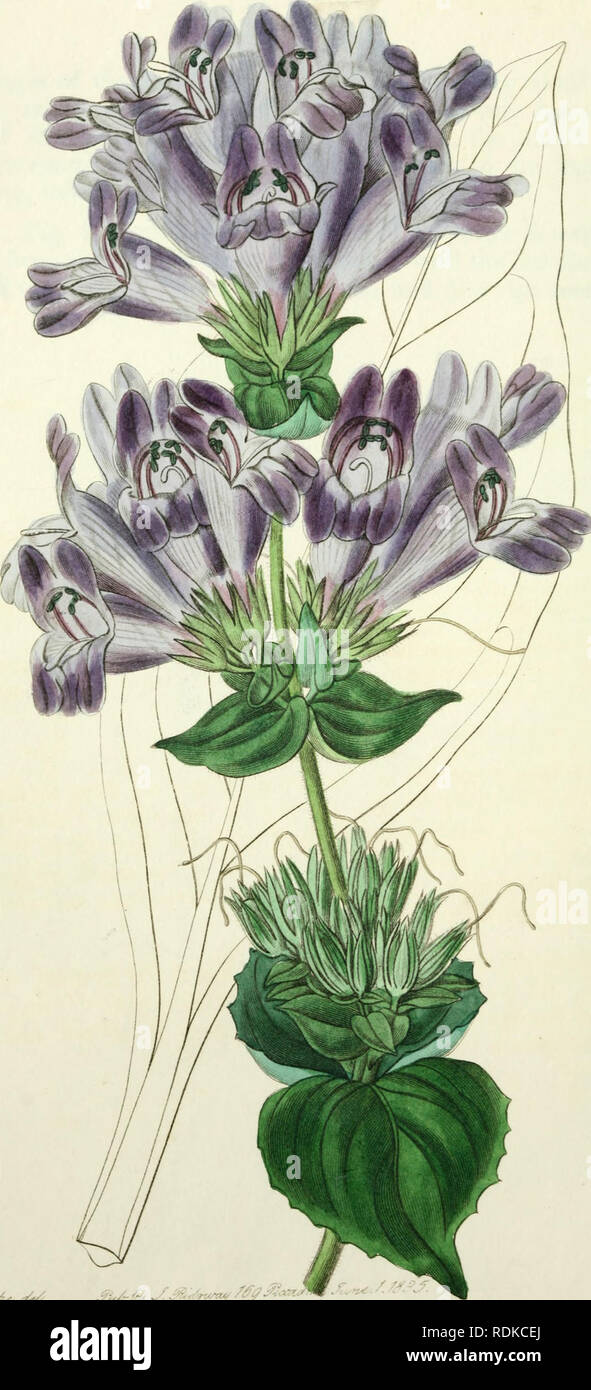 . Edwards' botanical register, ou jardin de fleurs ornementales, et d'arbustes ... Plantes, plantes ornementales -- Grande-bretagne ; les plantes, plantes ornementales -- Grande-bretagne ; Plant Introduction -- Grande-Bretagne -- plantes exotiques ; Grande-Bretagne ; illustration Botanique -- Grande-bretagne ; illustration Botanique -- Grande-bretagne ; plantes ; les plantes. '//'' '^^ ^7 4. ^^. ^j./-ty . Â ¢'". Â '^- - > ;^^ ; lt&/^^&Lt ;-^^m ?r-^^ j..-. Veuillez noter que ces images sont extraites de la page numérisée des images qui peuvent avoir été retouchées numériquement pour plus de lisibilité - coloration et l'aspect de ces illustrations ne peut pas parfaitement ressembler à Banque D'Images