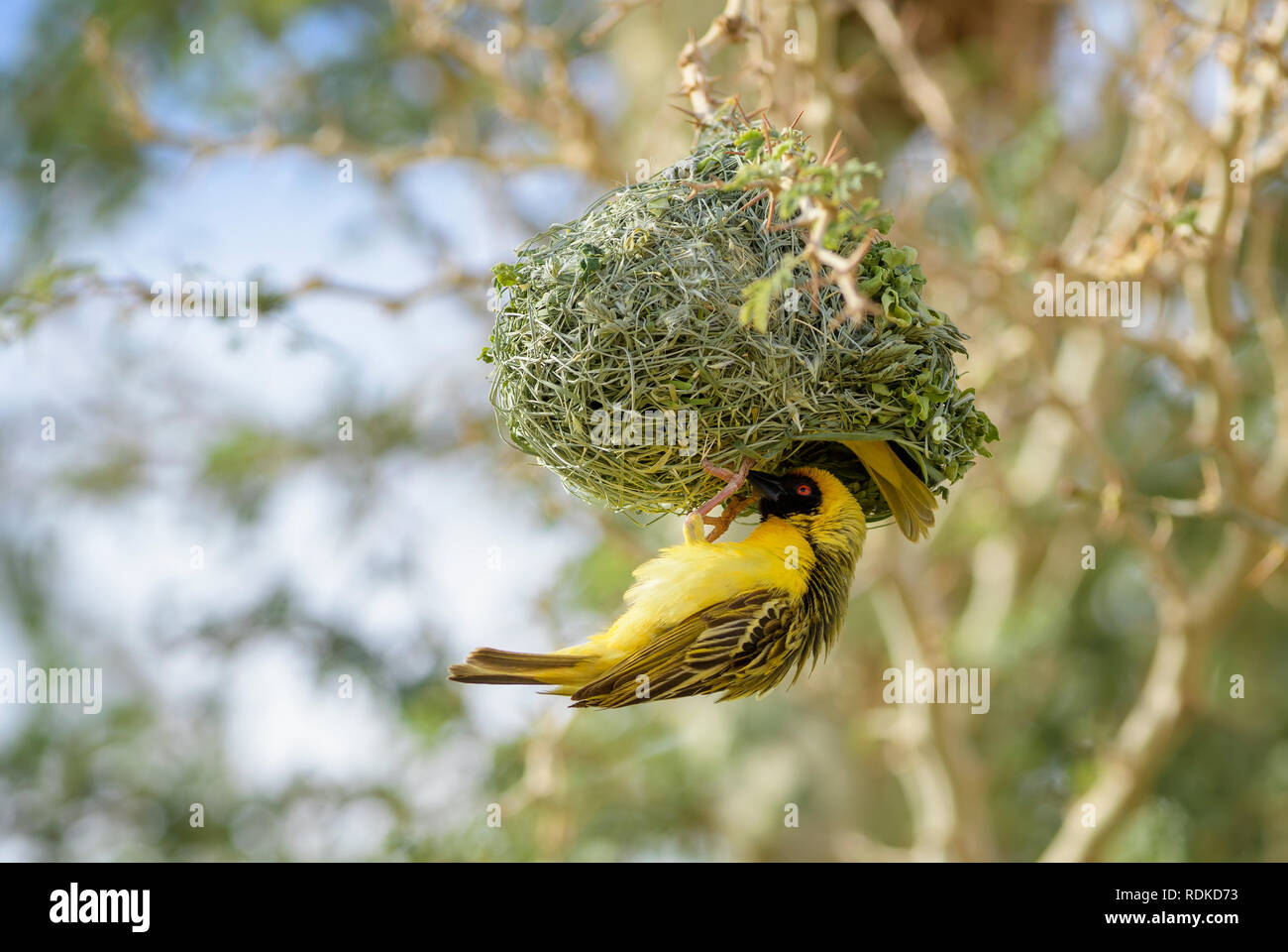 Le sud-Masqué - Ploceus velatus weaver, beau jaune noir face weaver en provenance d'Afrique du Sud, Namibie Sossusvlei,. Banque D'Images