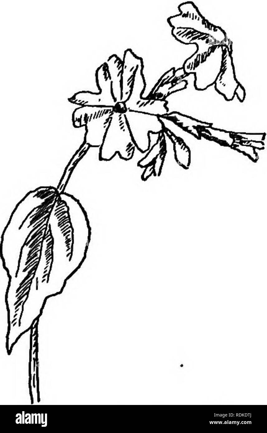 . Notre jardin fleurs ; une étude de leur terre natale, leur vie, et leurs affiliations structurels. Des fleurs. La famille de la fondations déserte de Jamestown, en 1609, le Capitaine John Smith a signalé la présence de cette mauvaise herbe, qui s'est sans doute dans le ballast, ou au moins de manière subreptice. L'usine est in- douteuse et les livres asiatiques consulter sa vaste distribution aux gitans, comme il l'a été un favori de la médecine pour leur âge ; au moins, qui indique un chemin par lequel il pourrait avoir atteint sa diffusion à l'échelle mondiale. BROWALLIA BrowdlUa demissa. Browdll Banque D'Images