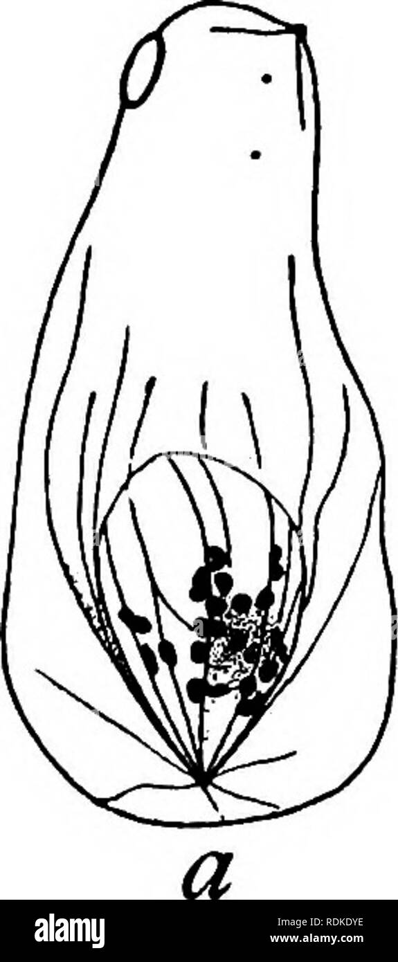 . La base physique de l'hérédité . L'hérédité. 182 BASE PHYSIQUE DE L'hérédité. Veuillez noter que ces images sont extraites de la page numérisée des images qui peuvent avoir été retouchées numériquement pour plus de lisibilité - coloration et l'aspect de ces illustrations ne peut pas parfaitement ressembler à l'œuvre originale.. Morgan, Thomas Hunt, 1866-1945. Philadelphia : Lippincott Banque D'Images