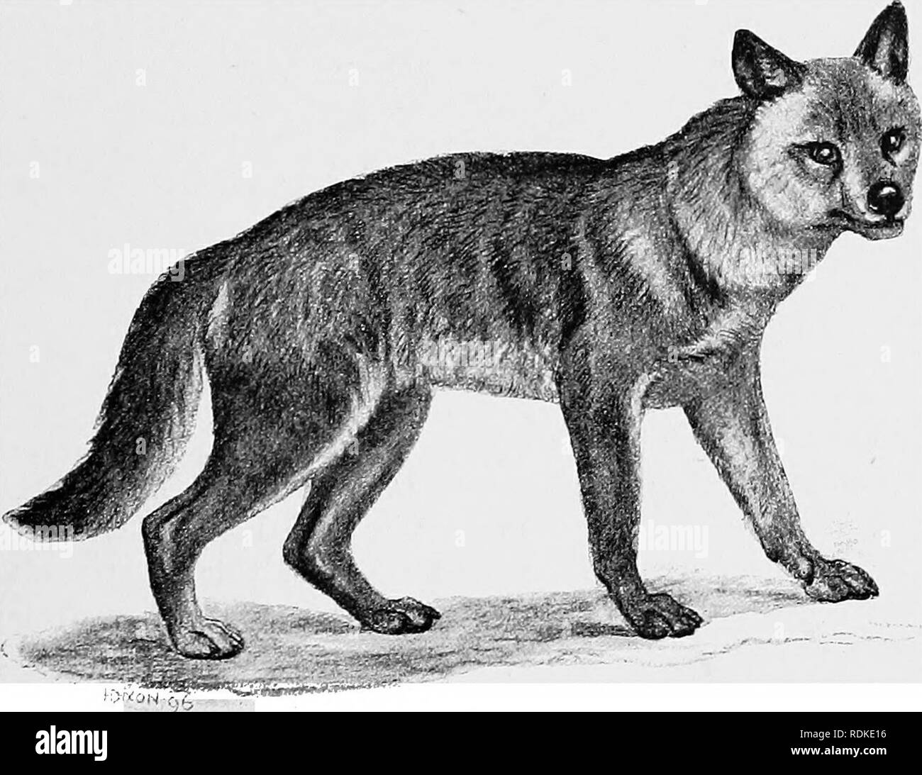 . L'histoire naturelle de Cambridge. Zoologie. Fig. 207.-Fennec Fox. Canis zerda. xj. série qu'il appelle le Alopecoid » » ou Fox-like, et le Thooid » » ou Loup-comme. Il a été suggéré que le nom générique est Vidpes. Fig. 208.-Prairie loup ou coyote. Oanis latrans. x J. utilisé pour l'ex, et Canis pour le deuxième. Les caractères qui seront traités immédiatement sont également à noter entre VOL. X 2 E. Veuillez noter que ces images sont extraites de la page numérisée des images qui peuvent avoir été retouchées numériquement pour plus de lisibilité - coloration et l'apparition de ces illustrations ma Banque D'Images