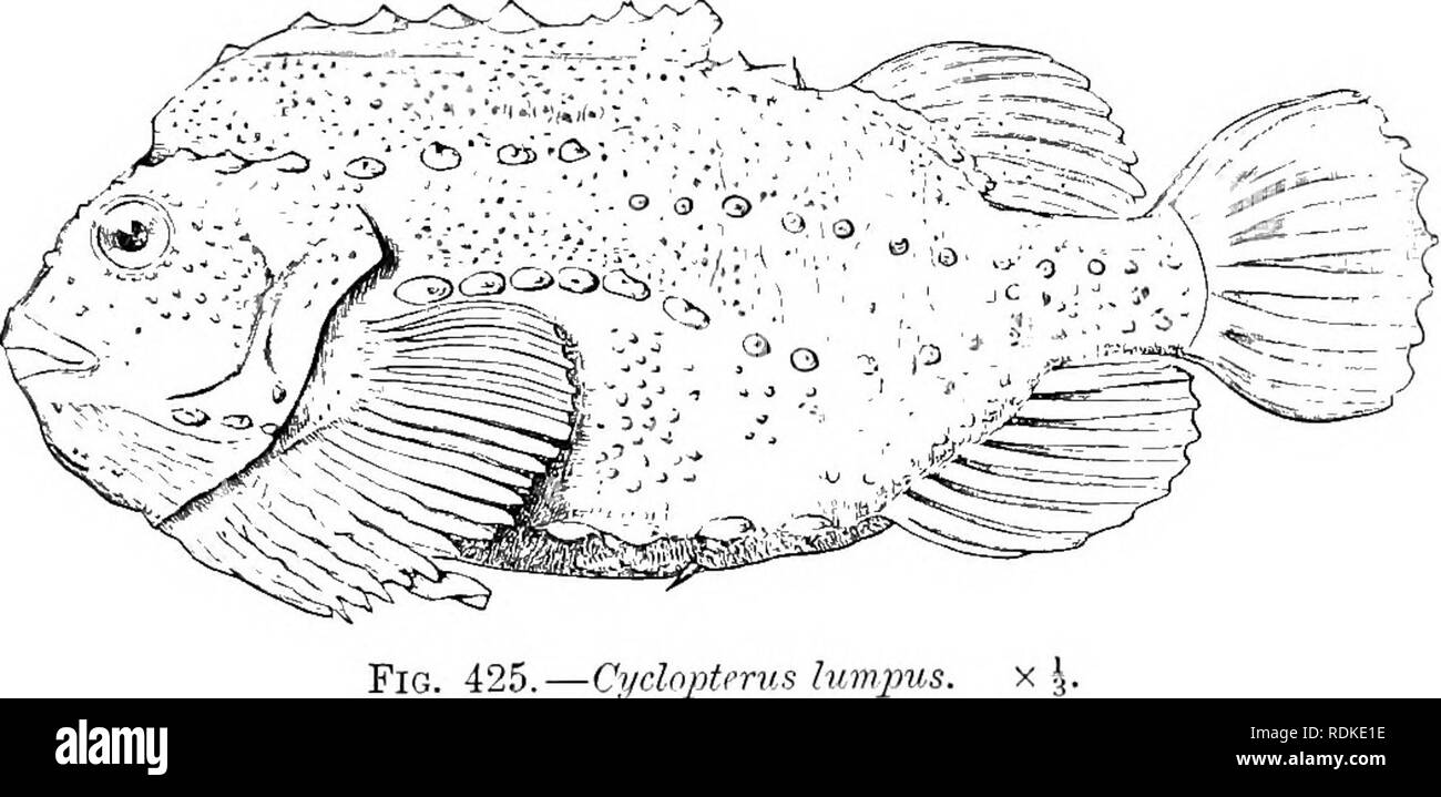 . L'histoire naturelle de Cambridge. Zoologie. Le Lump-Sucker 699 ACANTHOPTERYGII commun de nos côtes (Cyclopterus lumpus) est le plus grand membre du groupe et atteint une longueur de 2 pieds ou plus. Le mâle fait des fosses dans le sable entre les pierres, dans laquelle la femelle dépose les oeufs ; il veille sur les œufs et aussi sur les jeunes, qui s'accrochent à son corps avec leurs ventouses. Le Sea-Snails «» {Liparis), sont représentés par deux espèces sur les côtes britanniques.. Fig. 425.-Cyclopterus lumpus. Fam. 7. Platycephalidae. - Chef, pas cuirassed beaucoup appuyée, d'épines ; base ; simple cranii tw Banque D'Images