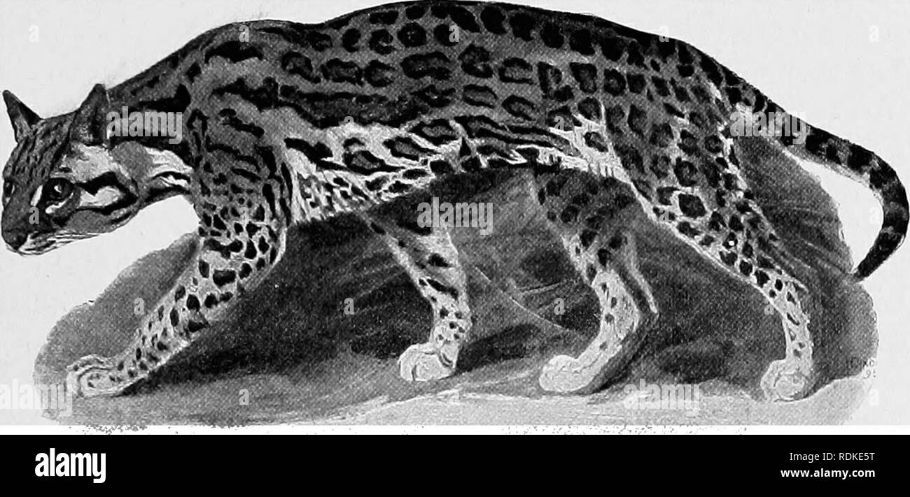 . L'histoire naturelle de Cambridge. Zoologie. Le PUAIA ET SES JEUNES 399 tigi-e, seulement un peu moins. . Mais j'ai wisht-les plus loin là quand j'ha^e rencontrés dans les bois ; parce que leur aspect apparaît donc très majestueux et féroce.". Fig. 198.-l'Ocelot. Ccf. parclalis^^. x Le puma, F. concolor, le Lion d'Amérique comme on l'appelle dans le nord, est plutôt un animal plus petit que la précédente, et d'une couleur fauve uniforme, tendant à blanc sur l'abdomen et d'une bande sombre le long du dos. Les jeunes, comme déjà mentionné, sont très bien repéré. Comme le tigre, le Puma peut supporter des températures extrêmes Banque D'Images