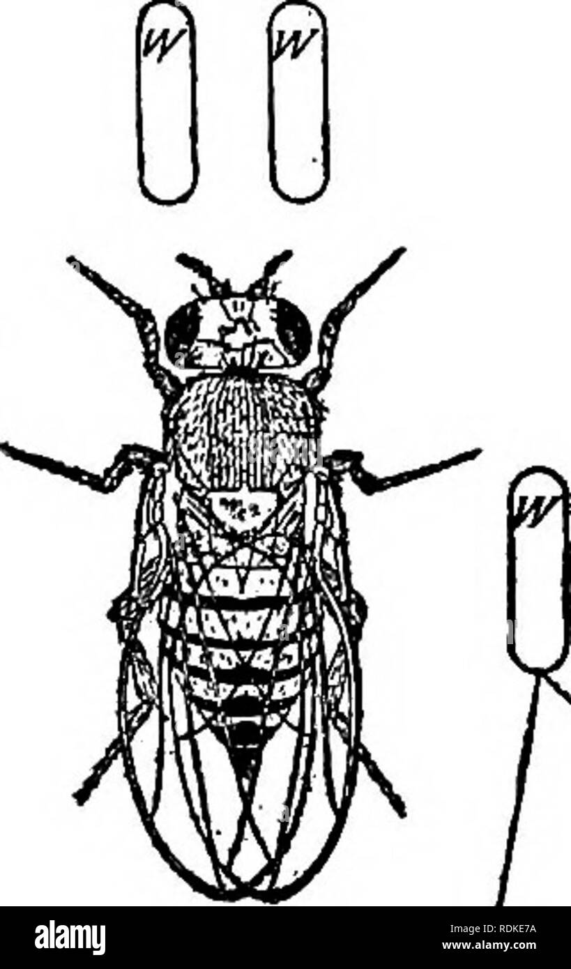 . La base physique de l'hérédité . L'hérédité. 168 BASE PHYSIQUE DE L'hérédité. n. Veuillez noter que ces images sont extraites de la page numérisée des images qui peuvent avoir été retouchées numériquement pour plus de lisibilité - coloration et l'aspect de ces illustrations ne peut pas parfaitement ressembler à l'œuvre originale.. Morgan, Thomas Hunt, 1866-1945. Philadelphia : Lippincott Banque D'Images