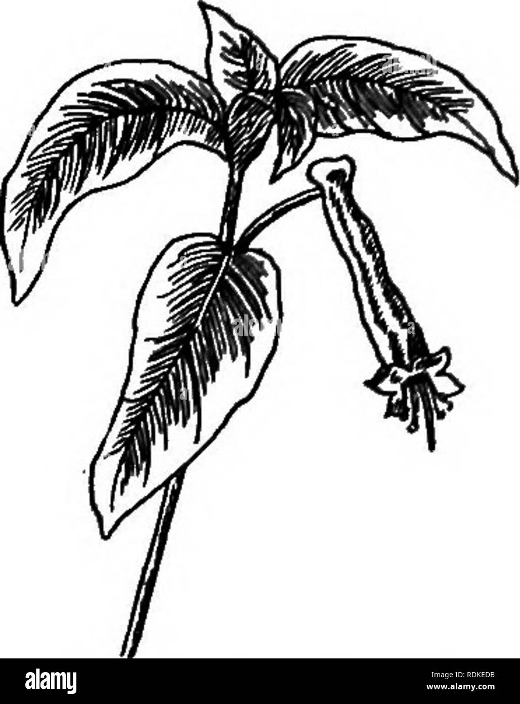 . Notre jardin fleurs ; une étude de leur terre natale, leur vie, et leurs affiliations structurels. Des fleurs. Salicaire Famille et style ; c'est, sur des plantes différentes dans le même groupe trois différentes formes de fleurs seront trouvés, les variations étant dans la longueur des styles et des étamines, et relative, c'est cru, à leur enrichissement mutuel par les insectes. L'USINE DE CIGARES, cuphea ignea CAphea. Platycintra Cuphea. Pour les Grecs, Cuphea incurvé ; à partir de la forme du calice. Une délicate plante vivace, avec brillant, feuilles vert foncé et de petites fleurs tubulaires, cultivé dans une serre Banque D'Images
