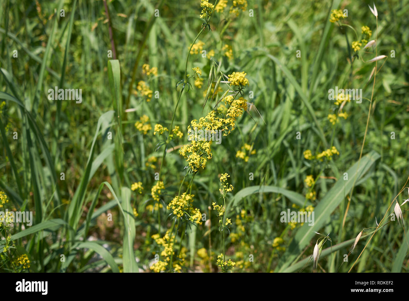 Le Galium verum plante Banque D'Images
