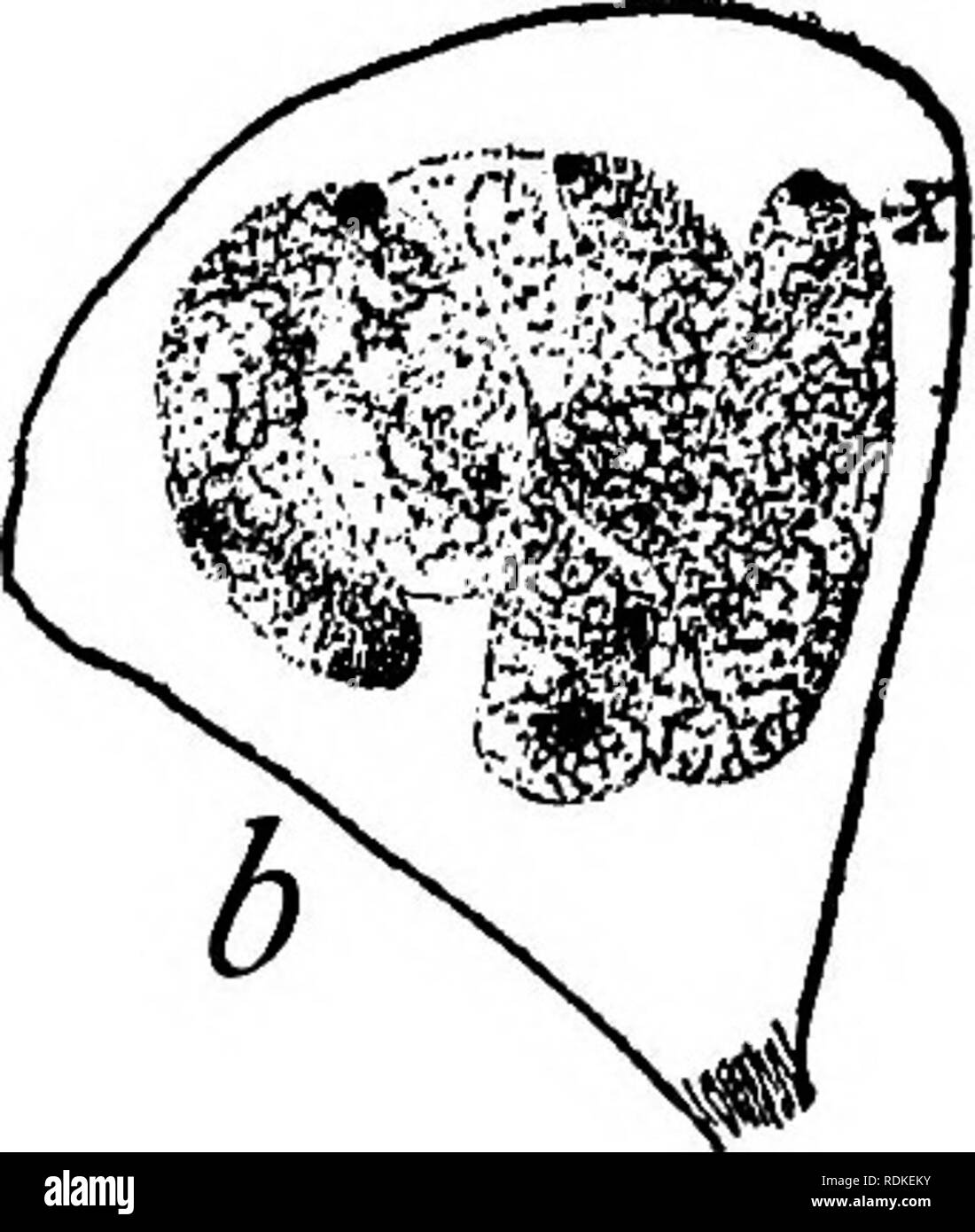 . La base physique de l'hérédité . L'hérédité. . Veuillez noter que ces images sont extraites de la page numérisée des images qui peuvent avoir été retouchées numériquement pour plus de lisibilité - coloration et l'aspect de ces illustrations ne peut pas parfaitement ressembler à l'œuvre originale.. Morgan, Thomas Hunt, 1866-1945. Philadelphia : Lippincott Banque D'Images