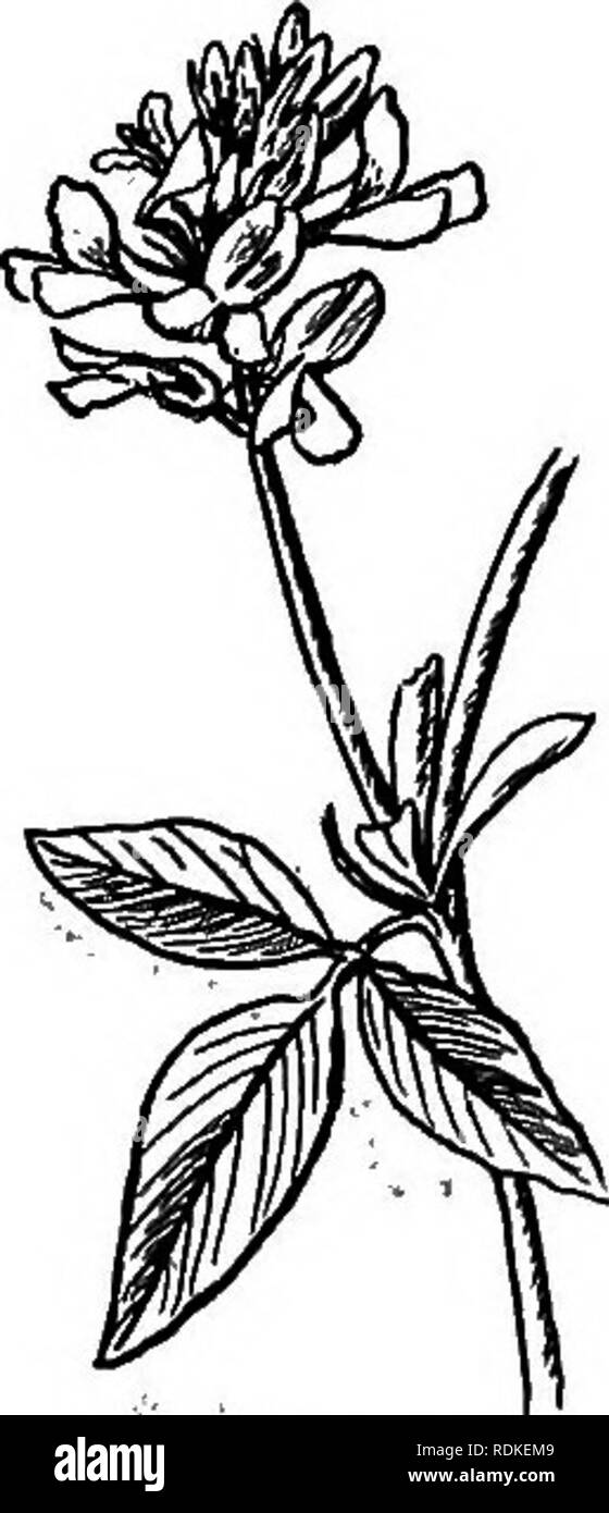 . Notre jardin fleurs ; une étude de leur terre natale, leur vie, et leurs affiliations structurels. Des fleurs. Famille des pois utilisé partout où une vigne à croissance rapide était nécessaire dans leur terre- scape le jardinage. Kudzu est pour nous une simple plante ornementale, â mais au Japon ses racines sont utilisées pour l'alimentation ; à partir de la bast un thread est faite ; tandis que les feuilles et les tiges sont de la nourriture pour bétail. Wist, glycine&amp;ria chinensis, un des meilleurs et plus commune que hardy grimpeurs, est un producteur, vivent longtemps et en bonne santé. Le feuillage est dense et pas suflBciently pennées à s'offrir un écran par affec-, b Banque D'Images