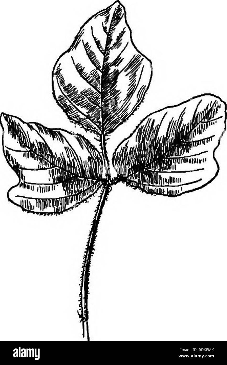 . Notre jardin fleurs ; une étude de leur terre natale, leur vie, et leurs affiliations structurels. Des fleurs. Famille des pois ombragés, mais vise toute la lumière du soleil pour les feuilles et fleurs. Evi- dently la plante développe des tubercules au détriment des graines, pour le pod ne forme pas fréquemment, et lorsque formé échoue souvent pour atteindre la maturité. En culture la plante va couvrir un grillage ou treillis en temps relativement court. D'autres espèces de légumineuses sont en culture. Ondnis rotundifblia Harrow, repos, une jolie plante arbustive de la région méditerranéenne d'environ un pied de haut ; les feuilles sont Banque D'Images