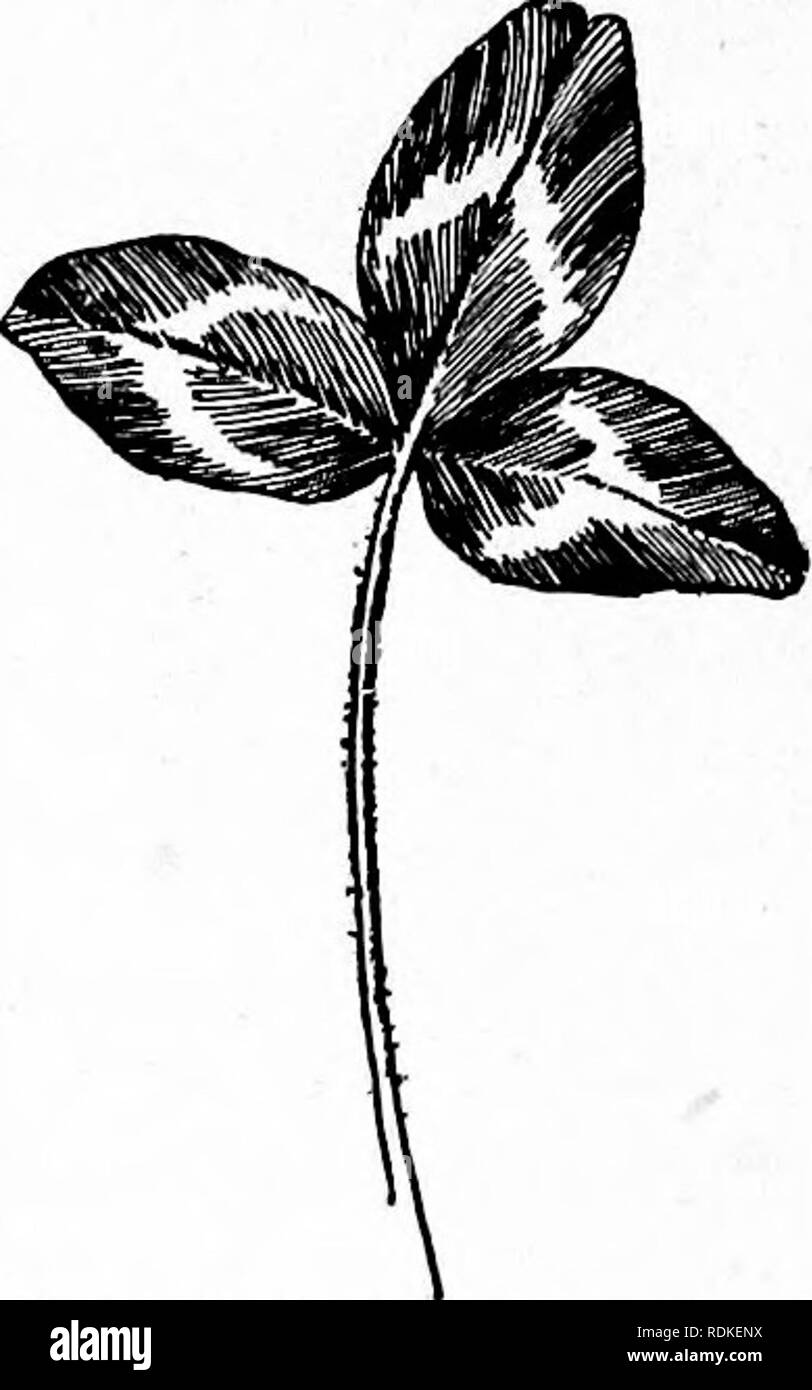 . Notre jardin fleurs ; une étude de leur terre natale, leur vie, et leurs affiliations structurels. Des fleurs. Famille des pois fleurs.-Type Papilionacée, bleu, en racèmes terminaux depuis longtemps. Étamines.-dix, distincts. Pod.-oblongues, pétiolées. Le Faux Bleu Indigo, tant d'ornement en fleurs et feuillages, est une espèce très abondante, le long de la rivière Ohio et vers le sud. Elle pousse naturellement dans les sols sableux qui est souvent submergé par un torrent débordé, et lors du transfert vers le jardin devrait être donné un endroit humide. Avec un peu de raison, il est considéré comme un timide bloomer. Il y a beaucoup de nat Banque D'Images