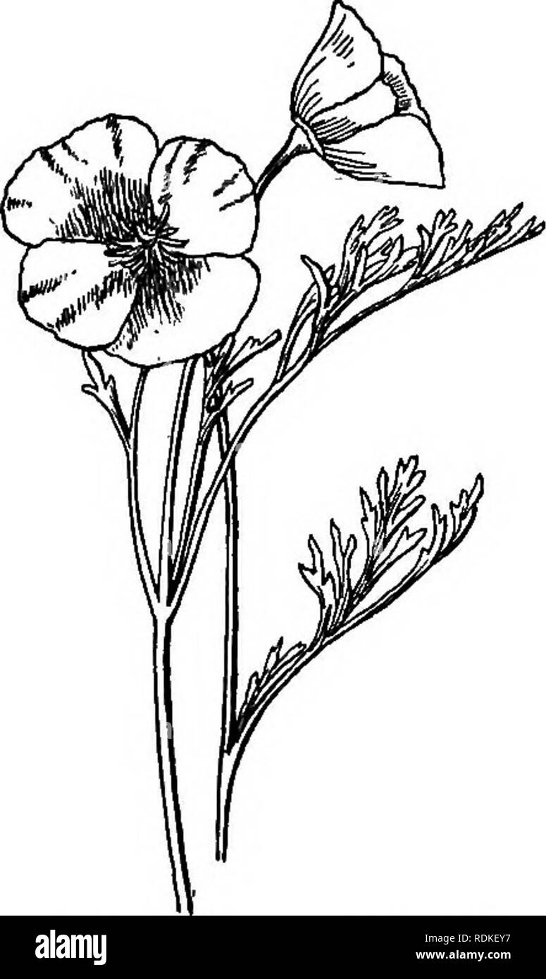 . Notre jardin fleurs ; une étude de leur terre natale, leur vie, et leurs affiliations structurels. Des fleurs. Pavot de californie vue que pour le son. ' Pavot de Californie appartient à juste titre une autre usine, Papaver californica, mais est devancé par celui-ci. À la maison EschschoUzia est pérenne, mais notre climat de l'est transforme en un rapport annuel. La gamme comprend des couleurs jaune, orange, rose, carmin et cramoisi, mais l'orange éclatant est après tout la plus satisfaisante. Satelhtes du soleil, l'ONU ne seront pas belles fleurs- furl leurs pétales enflammés à enregistrer ses rayons directs, henc Banque D'Images