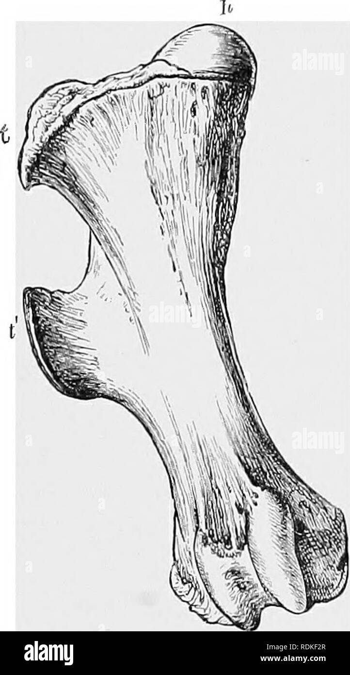 . L'histoire naturelle de Cambridge. Zoologie. DIVISIONS DE L'PERISSODACTVLES -17 complète, les formes plus modernes comme d'habitude d'être la plus pauvre en nombre de dents. L'orthèse dorso-lombaires sont en règle générale Vingt-trois ; mais le Titanotheres sont à nouveau une exception ; car, au moins en Titanotherium, il n'y a que vingt de ces vertèbres-dactjle- Artin un caractère. Le fémur possède une troisième trochanter. Il y a si peu d'un recensement récent Perissodactyles du dis- tinguishing caractères des viscères peut très probablement être utiliser- moins à des fins de classification. Mais le gène vivant Banque D'Images