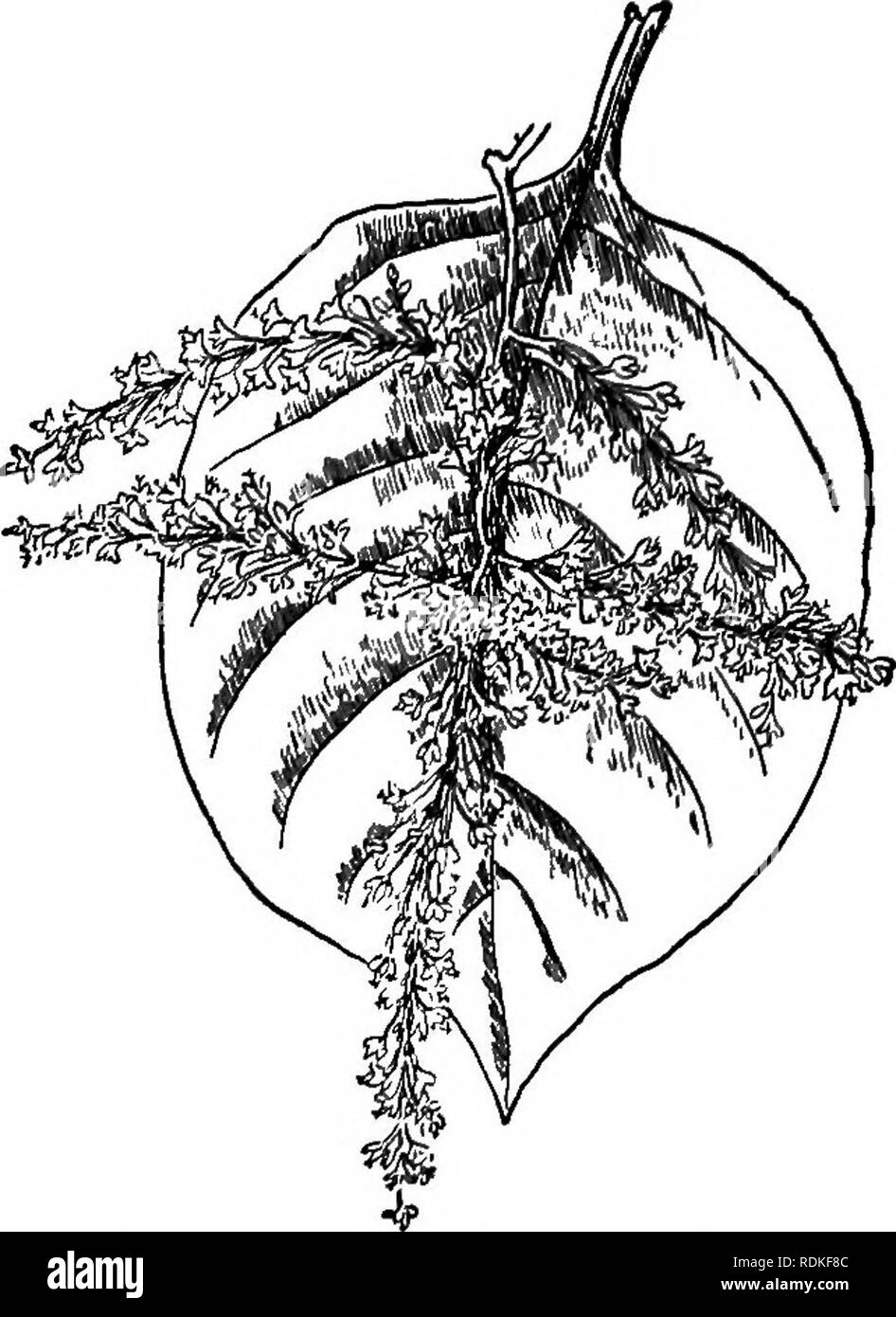 . Notre jardin fleurs ; une étude de leur terre natale, leur vie, et leurs affiliations structurels. Des fleurs. La famille SARRASIN Polygonum touffue est intéressant en ce qu'il joue le jeu de maintenant vous le voyez et maintenant vous n'avez pas. Nous nous attendons à ce que, bien sûr, dans le cas des simples plantes vivaces, mais ce Polygonum si parfaitement les contrefaçons d'un buisson qu'il s'agit d'une dis- tinct surprise de découvrir au printemps qu'il n'est pas un buisson. Mais l'endroit qu'il sait qu'il savait encore une fois, pour la racine Sys- tem est vigoureux, la forte augmentation du nombre de tiges, courbe sur- ward, et dans une s Banque D'Images