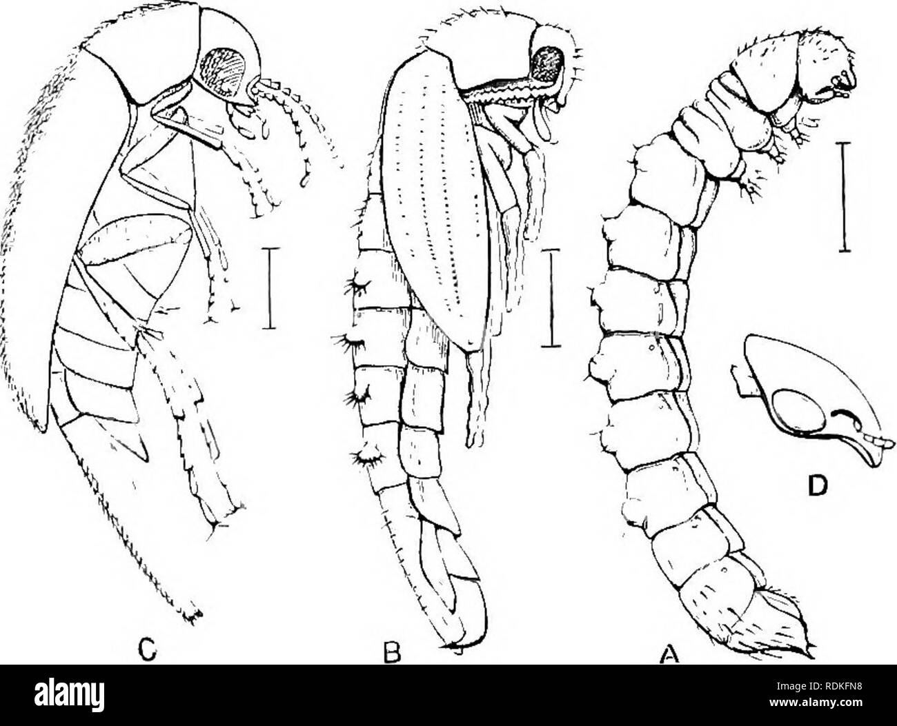 . L'histoire naturelle de Cambridge. Zoologie. 268 histoires de vie de coléoptères semblent singulièrement variée ; il mais malheureusement le}' sont mal connus. Les larves de certains des Mordellids ont été trouvés dans les tiges de plantes, et tirent leur festin en découlent. C'est dit par Schwarz d'être sans aucun doute le cas avec JlordcIIistcna floridcnsis. Coquillett a trouvé les larves de M. jntMulata dans les tiges dans des circonstances qui la rendent très probable qu'ils se nourrissent de larves de lépidoptères un contenu dans les tiges, et Osborn a trouvé une larve semblable qui était très certainement un jf Banque D'Images . L'histoire naturelle de Cambridge. Zoologie. 268 histoires de vie de coléoptères semblent singulièrement variée ; il mais malheureusement le}' sont mal connus. Les larves de certains des Mordellids ont été trouvés dans les tiges de plantes, et tirent leur festin en découlent. C'est dit par Schwarz d'être sans aucun doute le cas avec JlordcIIistcna floridcnsis. Coquillett a trouvé les larves de M. jntMulata dans les tiges dans des circonstances qui la rendent très probable qu'ils se nourrissent de larves de lépidoptères un contenu dans les tiges, et Osborn a trouvé une larve semblable qui était très certainement un jf Banque D'Images
