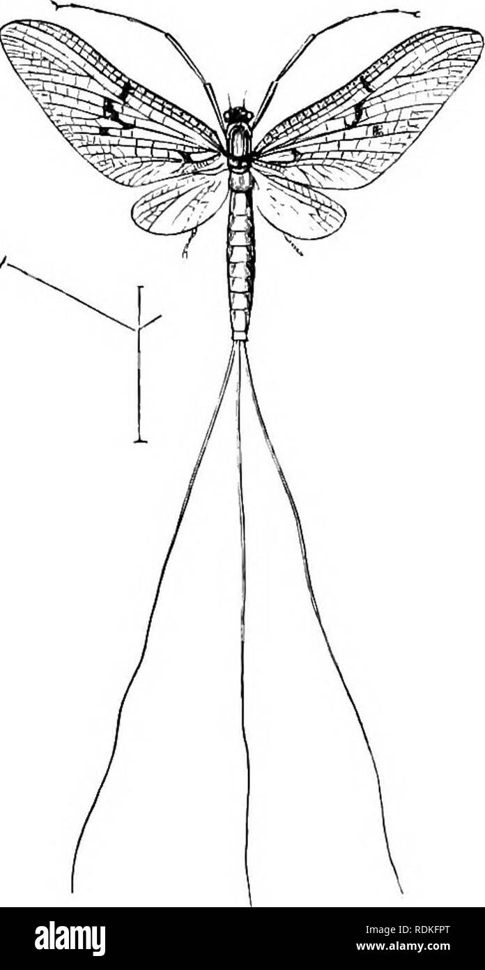 . L'histoire naturelle de Cambridge. Zoologie. Chapitre XIX NEUEOPTERA EPHEMEEIDAE amphibie continue, peut-MOUCHES Fam. VII. Ephemeridae-Mai-mouches. Insectes délicats et smcdl ivith bouche atrophiée, antennes courtes ; avec quatre structures membraneuses ayant beaucoup ivings,m inute cross- veinage ; l'entraver -paire beaucoup plus petite que l'autre paire, parfois tout à fait cdisent : le corps terminé par deux ou trois queues minces très allongées. Les premières étapes sont transmis via dans ivater, et l'individu puis diffère grandement de l'apparence de l'insecte ailé ; le passage de l'betiveen tioo formes est sud- den ; t Banque D'Images