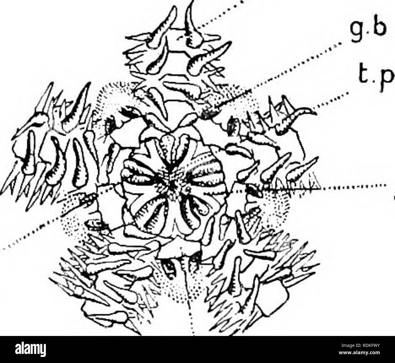 . L'histoire naturelle de Cambridge. Zoologie. Anatomie de OPHIOTHRIX v.p 479 jaw. L'un des plus commun est Ophiothrix fragilis britannique ophiuroïdes (Figs. 207, 208), qui se trouve dans des essaims dans les eaux peu profondes au large de la côte ouest de l'Angleterre et l'Ecosse. Nous pouvons donc le sélectionner comme type, et, comme le bras est le plus caractéristique organe d'une ophiure, nous pouvons commencer par l'étude. Généralement parlant, une ophiure soit lui-même fait glisser de l'avant par deux bras et pousse elle-même par les trois autres (Fig. 207),^ Ou alors il tire lui-même par l'un et pousse avec les quatre autres (Fig. 217). Les bras pendant Banque D'Images