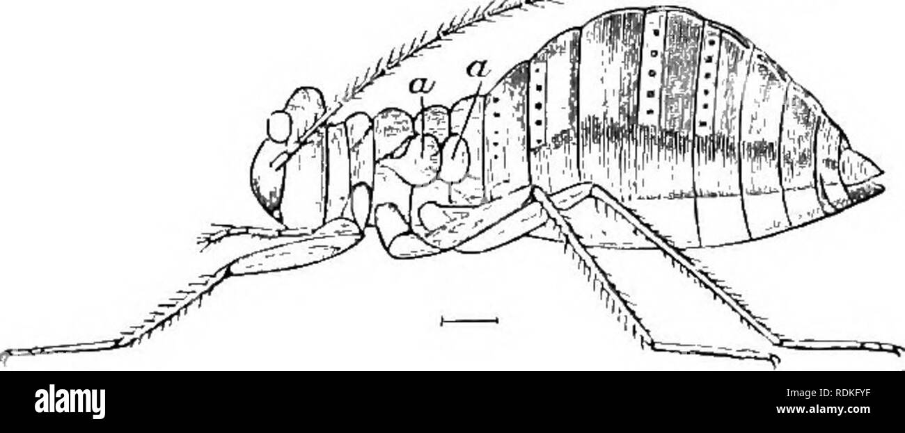 . L'histoire naturelle de Cambridge. Zoologie. 394 NEUROPTÈRES. segments dans le cadre de l'élaboration, sont différents de ceux qui surviennent dans les orthoptères. Il y a plusieurs particularités liées à l'ailes. rrequently ils existent, bien que d'aucune utilité. pour certains que Psocidae - parfaitement formé Fig. 246.-Micropterous forme d'uni- punctains Mesopsocus. Un, une, des ailes. (Après Bertkau.) ont des ailes de vol sont tellement reliictant à les utiliser que, M'Lachlan a dit, elles permettront à eux-mêmes à être écrasé sans chercher à s'échapper par la fuite. À certaines périodes, toutefois, certains Psocidae flottent sur l'aile en considerab Banque D'Images