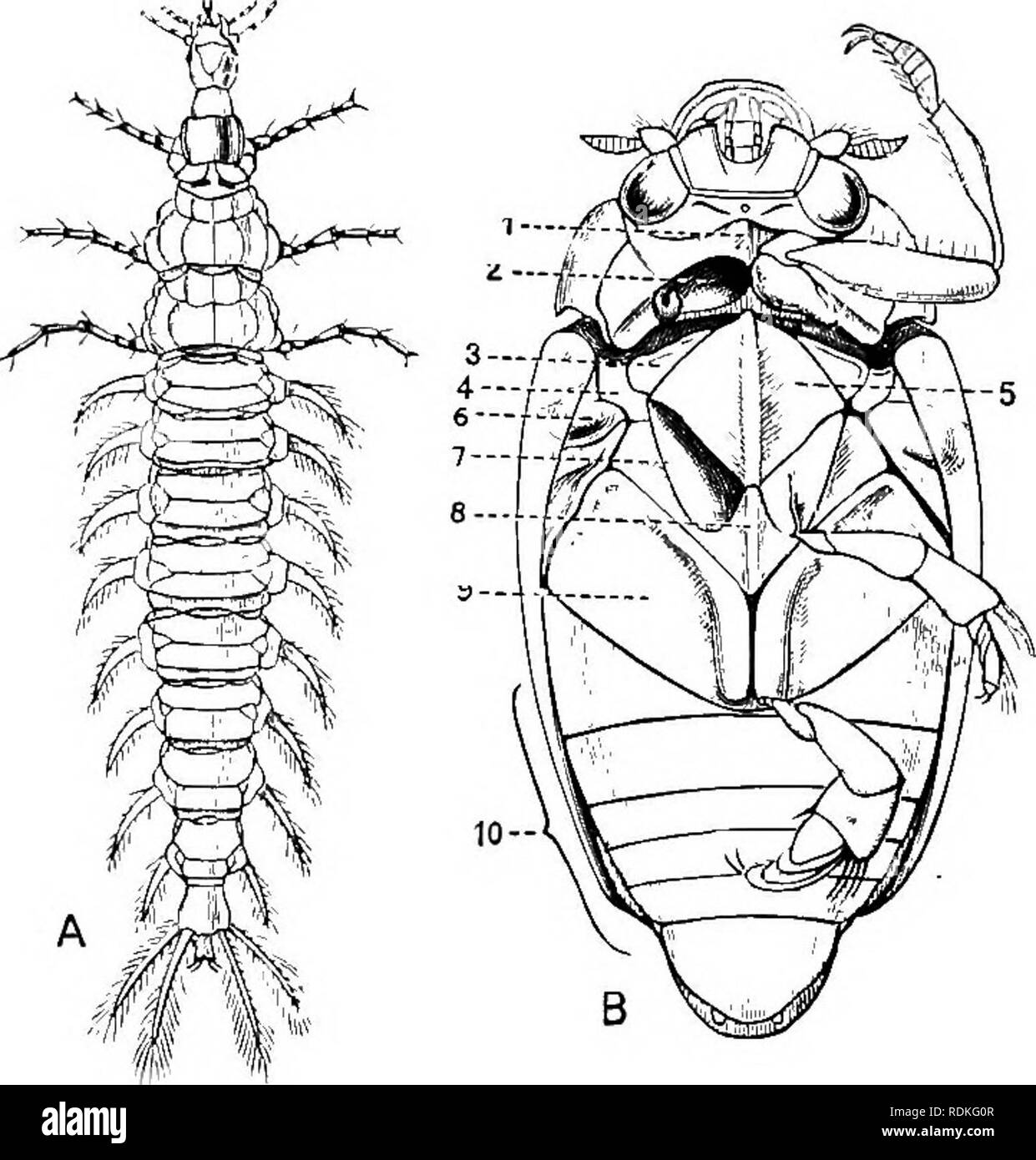 . L'histoire naturelle de Cambridge. Zoologie. POLYMORPHA--WHIRLIGIG BEETLES 215 cinq segments ventraux sont visibles le long du milieu, six sur les côtés, comme dans les familles des Adephaga en général. Il y est dit être une grande différence dans le système nerveux des Carabidae et Paussidae, mais si peu est connu sur ce point que nous ne pouvons pas juger si c'est vraiment d'importance. Fam. 11. {Leetles gyrinidés Whirligig).-verij Antenne courte ; quatre yeux ; au milieu et pattes courtes hroad formant 'pagaies ; abdomen ivith six segments visibles le long du milieu, 7 (chaque côté. Ces insectes sont connus pour un Banque D'Images