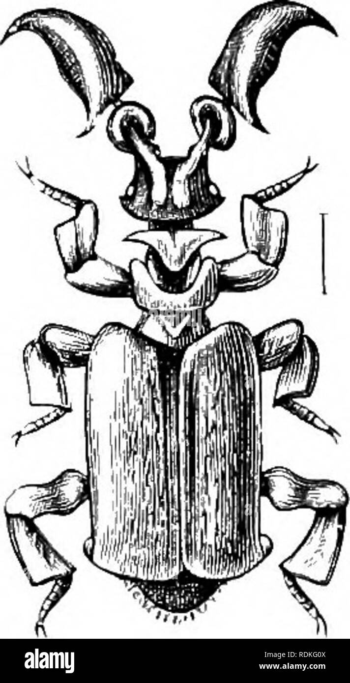 . L'histoire naturelle de Cambridge. Zoologie. Le Faussus 214 coléoptères fait alors aucune résistance à ses hôtes ; si, cependant, il être touché, même très légèrement, par un observateur, il bombarde immédiatement : les fourmis, comme peut l'être, n'approuve pas cela, et s'enfuir. Rien n'a jamais été observé qui pourrait mener à la croyance que les fourmis en retirer aucun bénéfice de la présence de l'Paussi, sauf que ces personnes portent sur certaines parties du corps souvent la grande impressions sur le pronotum-patches de la nature particulière de la pubescence qui existe dans beaucoup d'autres genres de fourmis'-nid de coléoptères, et je Banque D'Images