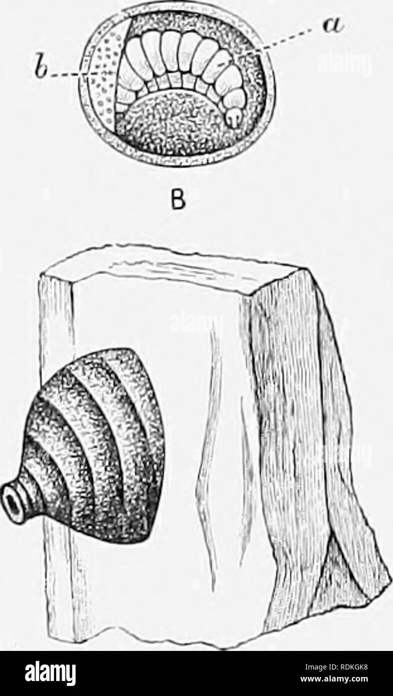 . L'histoire naturelle de Cambridge. Zoologie. 74 Les hyménoptères. Une Fig. 29. - Nid d'Eumène coardata : UN attacVied^, nid d'Avood : B, de- tached, montrant la larve. a, b ; la larve, la parti- tion de la cellule. (D'après André.) nids (Fig. 29) de cet insecte sont souvent attachés aux les brindilles de 'shrubs wliile, ceux des deux espèces précédemment mentionnés sont généralement placés sur les objets qui offrent une grande surface de fixation des fondations pour, comme les murs. En fonction de la larve Goureau de cette espèce forme dans un coin de sa petite demeure, séparés par une cloison, une sorte de tas de poussière dans lequel Banque D'Images