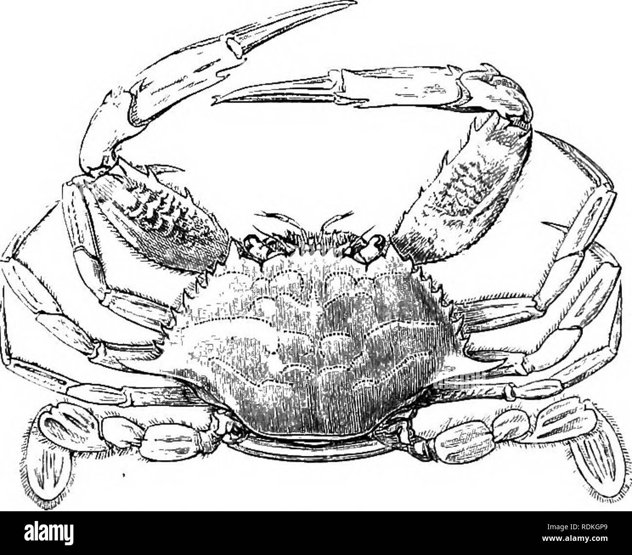 . L'histoire naturelle de Cambridge. Zoologie. CYCLOMETOPA 191 familles de la carapace est sub-circulaire, et de la tribune et de la courte. Atelecyclus, mers européennes. Fam. 3. Cancridae.-La carapace est largement ovale ou hexa- gonal, et les flagelles de la deuxième les antennes sont court et pas de la longueur. hairy comme dans ce qui précède. La première fois antennes Carcinus maenas sur l'anglais et au nord des côtes européennes. Ce crabe est devenu naturalisé dans une manière de Port Phillip, Melbourne. Le cancer dans l'Atlantique Nord, Pacifique Nord, et le long de la côte ouest d'Amérique dans l'Antarctique. C. pa Banque D'Images