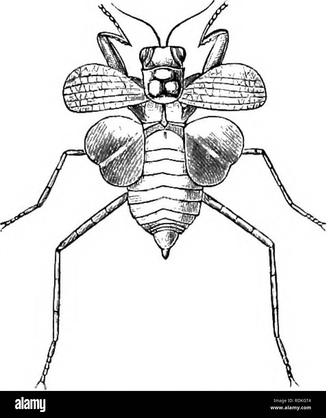 . L'histoire naturelle de Cambridge. Zoologie. 253 â€" du désert. La FIA. 144.-Eremia.2]hila turcique. (Après Westwood.) Harpax ocellata qu'il " bat le caméléon change de couleur en creux." Certaines des espèces de l'ancien genre Eremiaphila (Fig. 144) sont de forme très inhabituelle. De Upa- sûr estime que certaines espèces de ce genre sont plus fortement que toute autre modification des animaux pour maintenir leur existence dans les régions désertiques. On dit qu'ils sont trouvés dans des endroits où la végétation n'existe, et d'assimiler en apparence avec le sol sablonneux, l'espèce d'une couleur, de sorte que la Banque D'Images