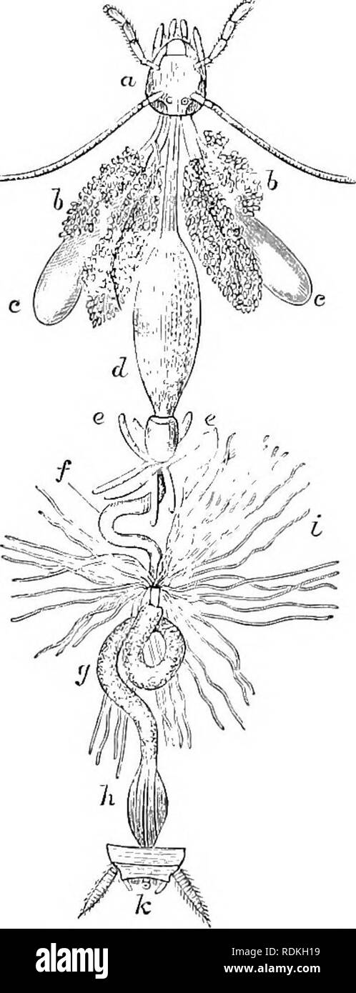 . L'histoire naturelle de Cambridge. Zoologie.  !28 ORTHOPTÈRES sur compte de la capacité de récolte et le petit intestin-like, chylific ventricle ; huit sachets sont allongés sur cette dernière partie situer à sa jonction avec le gésier. Les tubes de Malpighi sont très nombreux et délicats ; il existe des glandes salivaires et des réservoirs ; et sur la partie antérieure de l'estomac véritable il y a huit diverticules caecales. La grande chaîne du système nerveux consiste en l'ensemble de onze céphaliques, gangliaâtwo trois thoraciques et abdominaux 6. Les ovaires dans Stilojyyga- orient alis se composent chacune de huit egg Banque D'Images