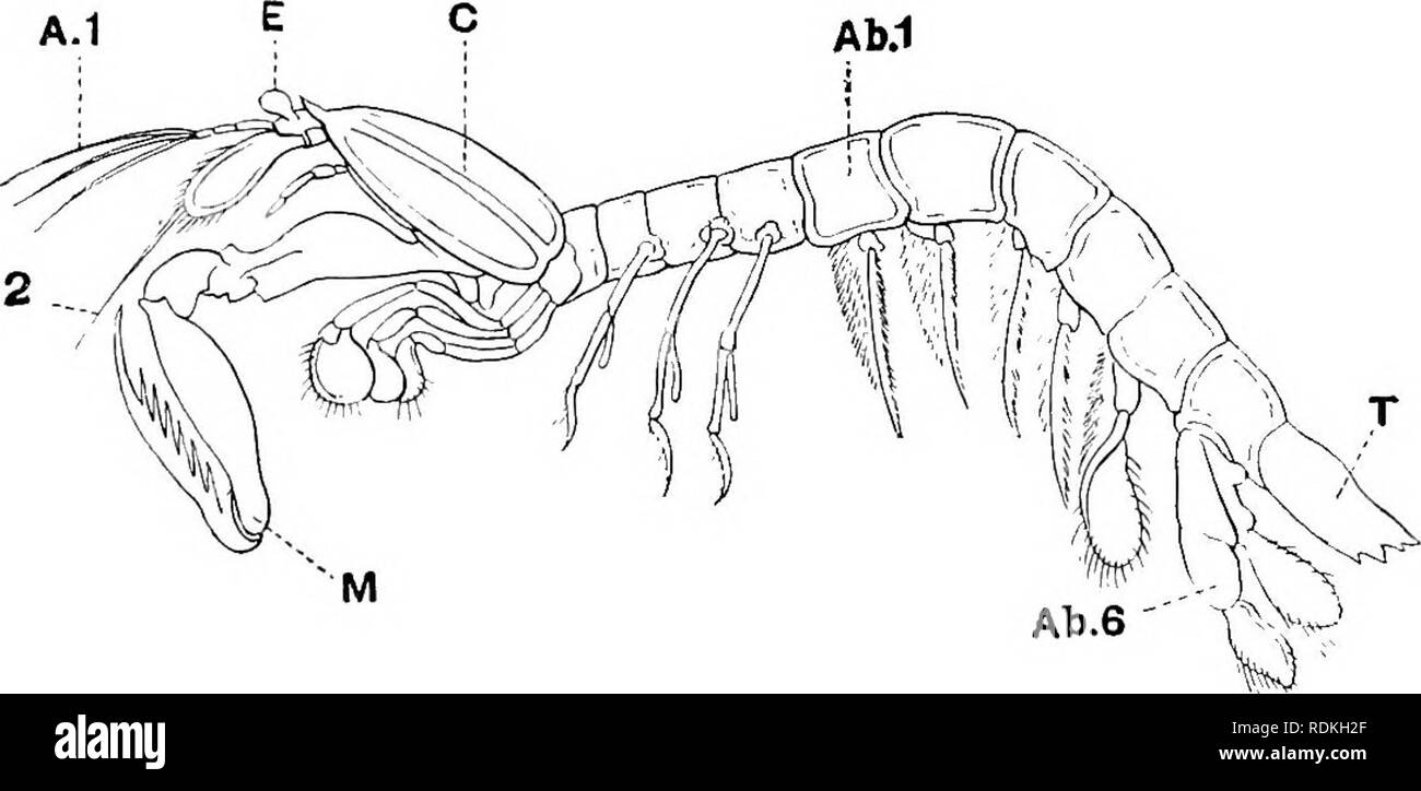 . L'histoire naturelle de Cambridge. Zoologie. HOPLOCARIDA STOMATOPODA 141 pattes thoraciques à l'intérieur, tandis que l'abdomen est poussé par une ouverture de l'affaire Pyrosoma derrière, et par son remplaçant la flexion et l'extension entraîne le bateau vers l'avant, l'eau étant ainsi faite pour entrer à l'avant et de l'offre d'ouverture de la femelle et sa progéniture avec la nourriture. HOPLOCAEIDA LA DIVISION. La carapace laisse au moins quatre des somites thoraciques distinctes. Les yeux sont. pédonculé Les mandibules sont sans lacinia mobilis ; il n'y a pas d'oostégites, les oeufs d'être transportés dans une chambre constituée par le maxillipedes Banque D'Images