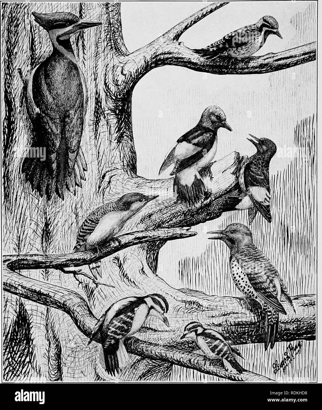 . Les oiseaux de l'Illinois et du Wisconsin. Les oiseaux ; les oiseaux. 510 Field Museum of Natural History, Vol. IX-Zoologie. Grand Pic. Pic à ventre jaune, le pic à ventre roux. Pic à tête rouge et de l'immaturité des adultes dans {). Pic chevelu. Pic mineur. Flicker.. Veuillez noter que ces images sont extraites de la page numérisée des images qui peuvent avoir été retouchées numériquement pour plus de lisibilité - coloration et l'aspect de ces illustrations ne peut pas parfaitement ressembler à l'œuvre originale.. Cory, Charles B. (Charles Barney), 1857-1921. Chicago Banque D'Images