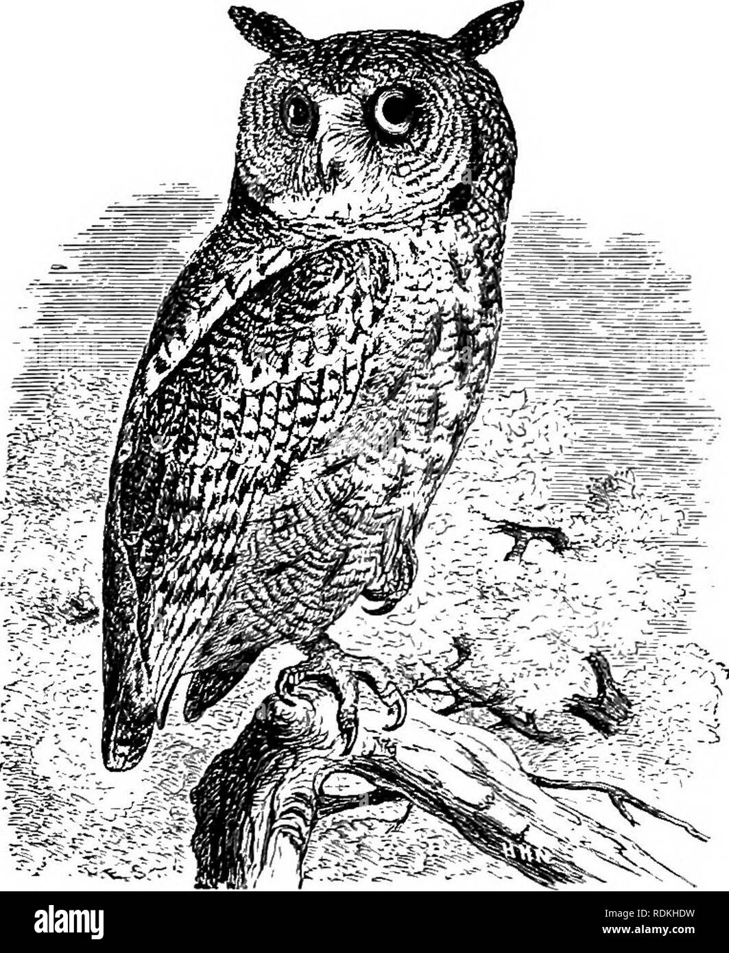 . Les oiseaux de l'Illinois et du Wisconsin. Les oiseaux ; les oiseaux. Janv., 1909. Les oiseaux de l'Illinois et WisconsinâCory. 495 t.^^'' ' - ra-ri^^ ---i-.'-^ ^^^Â£ ?^^ J-- s&amp;j 't"-^. ^^^^ W Â" ^^^* *Â" :^, .-^1*. - 'Y'-V-â ; - le petit-duc maculé. Environ un quart de la taille naturelle. dans l'intensité et parfois un peu ressemblant à l'appel fait par un chat au moment où il exprime sa désapprobation d'une rivale. Prises lorsque les jeunes qu'ils sont aisément apprivoisé et fait amusant animaux domestiques. Les œufs sont déposés dans des trous dans les arbres. Ils sont blanc pur, quatre à six en nombre, et mesure environ 1,40 x 1,20 pouces. Nidifi- cation débute habituellement en Avril Banque D'Images