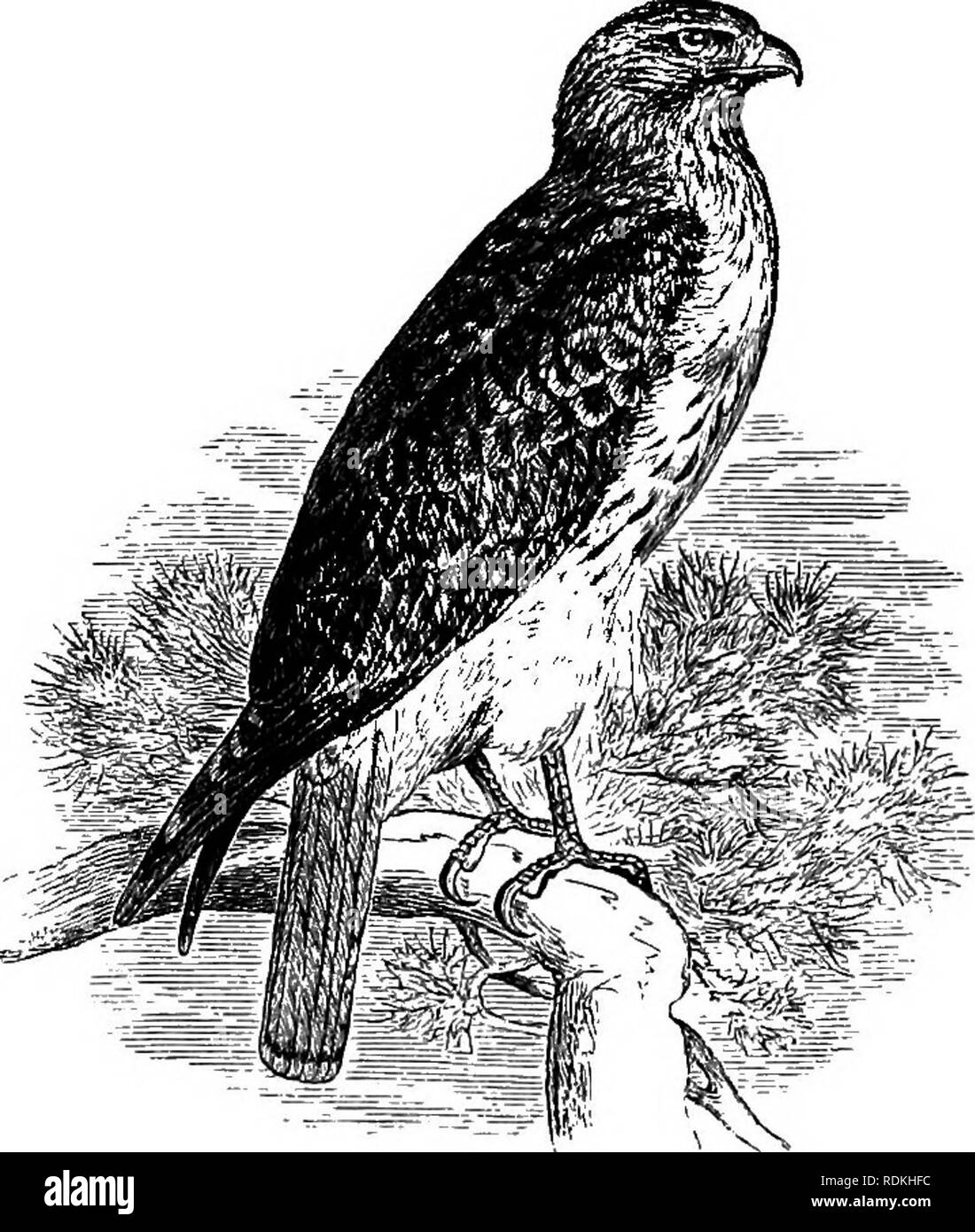Les Oiseaux De Lillinois Et Du Wisconsin Les Oiseaux Les
