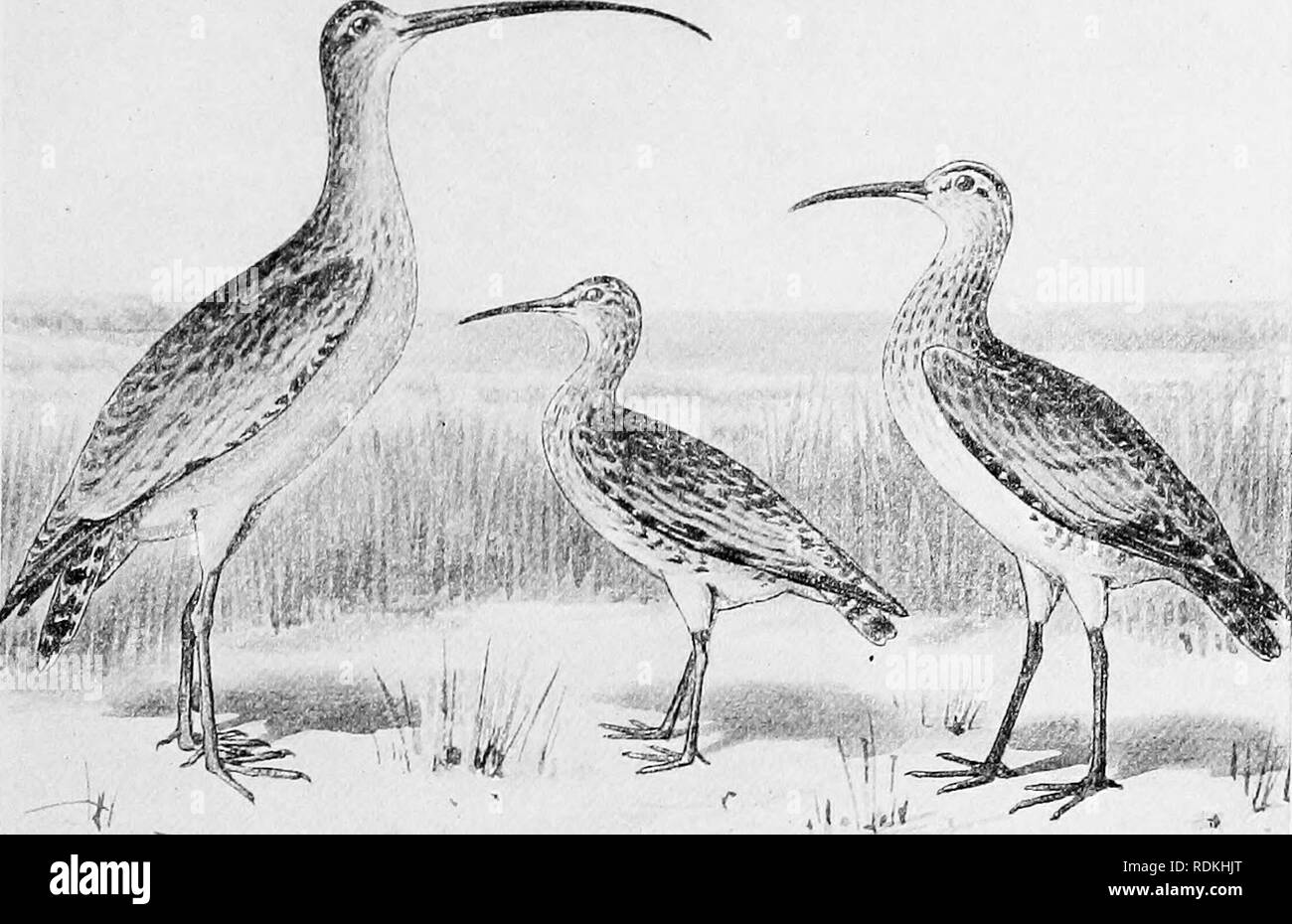 . Les oiseaux de l'Illinois et du Wisconsin. Les oiseaux ; les oiseaux. Janv., 1909. Les oiseaux de l'Illinois et WiscoiirsiN - Cory. 421 Les oeufs sont quatre, chamois blanc ou blanc crème, tachetés de brun choco- tard plus prononcée à la plus grande extrémité. Ils mesurent environ 1,30 X 0,95 pouces. Il y a plusieurs ensembles de au Field Museum perception prises dans le nord de l'Illinois entre le 8 juin et j6e, et d'un jeu de Boulder County, Wisconsin, prises le 11 juin, j'ai88g. Genre NUMENIUS Brisson.. Courlis à long bec. Le Courlis esquimau. Courlis hudsonien. 131. Numenius americanus Bechstein. Courlis à long bec. Numenius longirostris Wils, A. 0. Banque D'Images