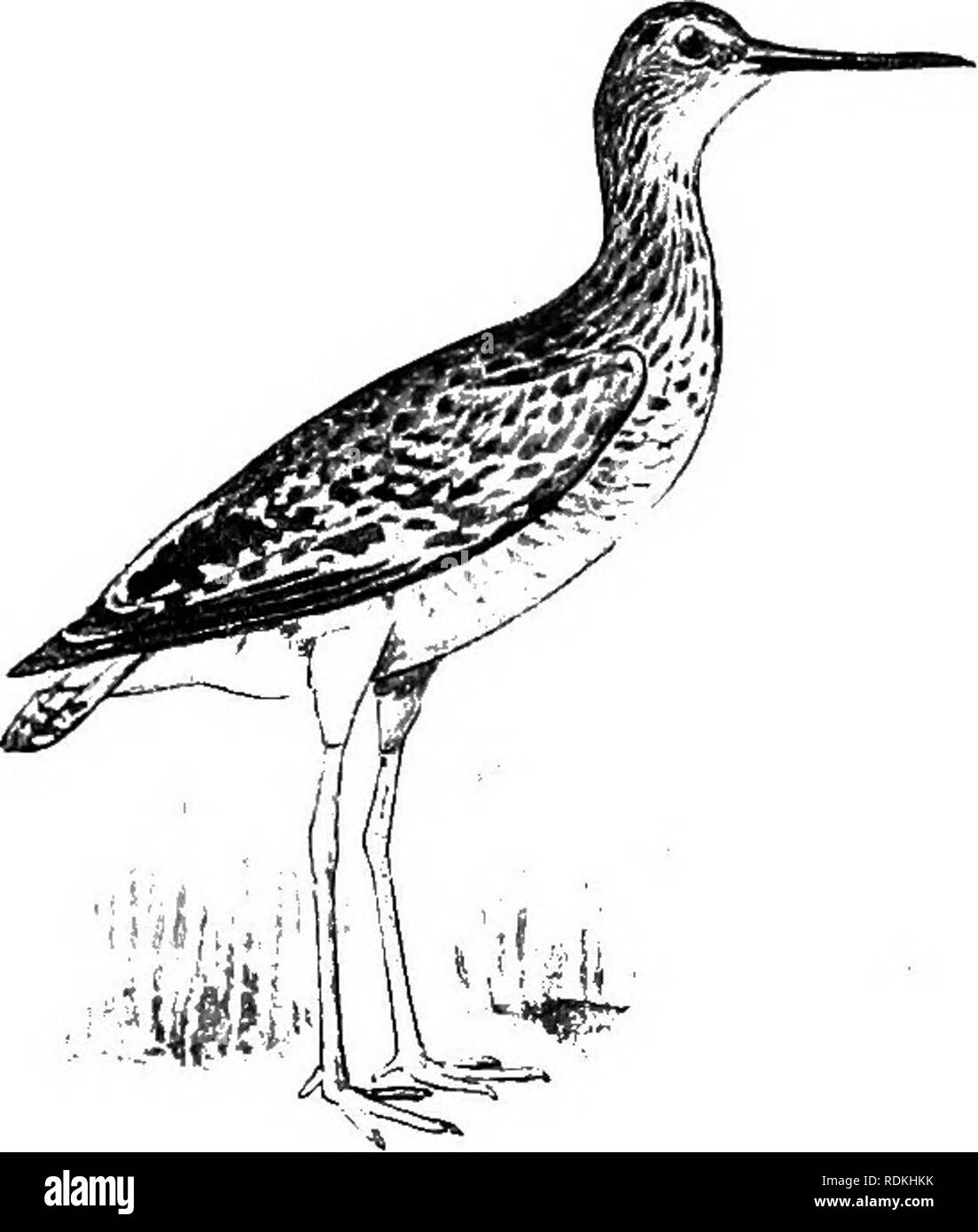 . Les oiseaux de l'Illinois et du Wisconsin. Les oiseaux ; les oiseaux. Janv., 1909. Les oiseaux de l'Illinois et du Wisconsin-Cory. 413 Genre TOTANUS Bechstein. 124. Totanus melanoleucus (Gmel.)--Jaune plus les jambes. Noms locaux : Hiver jaune-jambe. Bécassine de pierre. Des pneus. Distr. : plus grande partie d'Amérique, de l'élevage du Wisconsin et, peut-être le nord de l'Illinois, vers le nord, et de migrer vers le sud en hiver à moyen et de l'Amérique du Sud aussi loin que le Chili et l'Argentine et les Antilles.. Plus de Yellow-jambes. L'été : hi adultes Loi, presque droites ; plumage tacheté de supérieur, blanc et noir ; tectrices sus-caudales, blanc, ba Banque D'Images